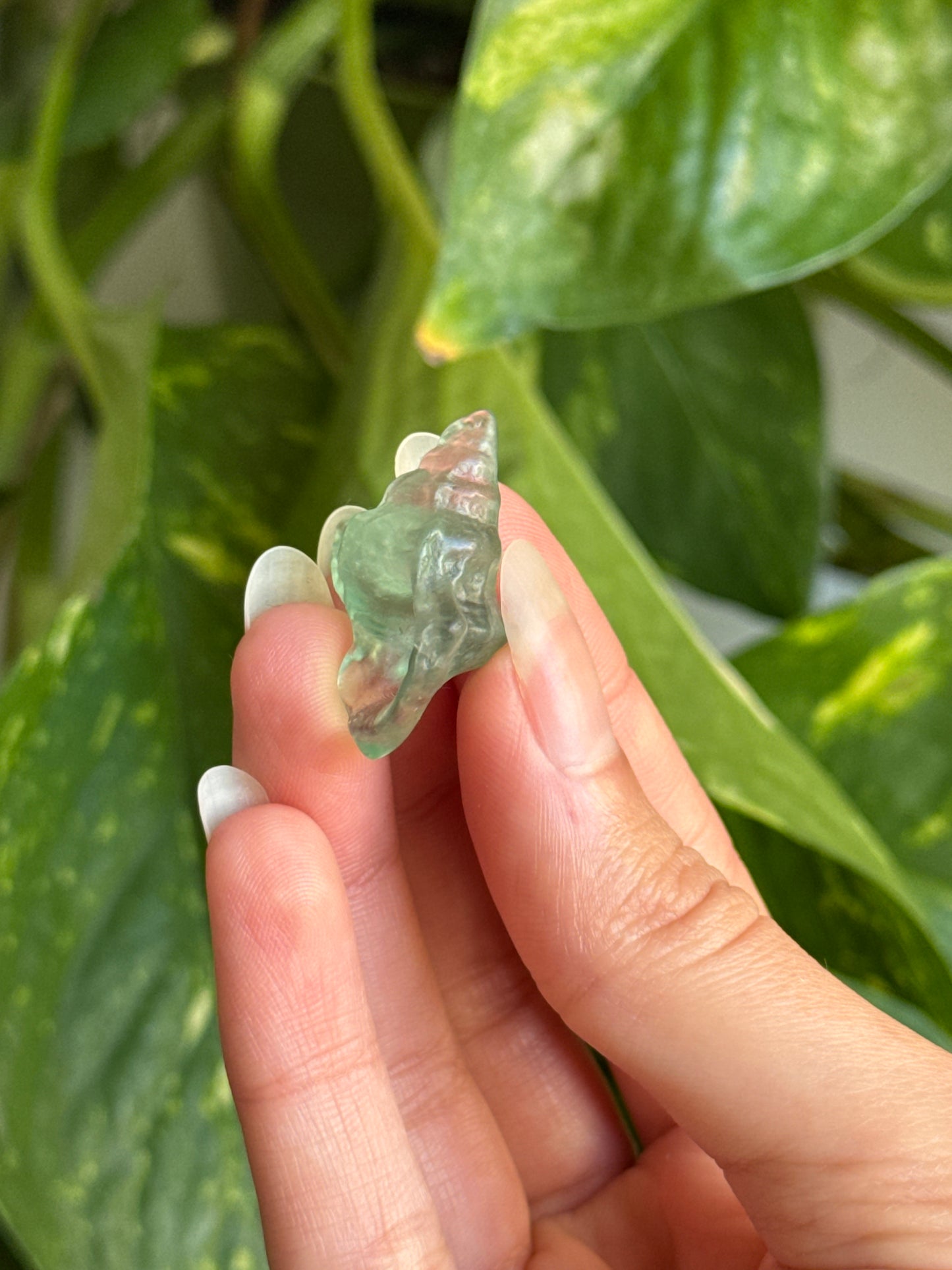 Fluorite Mini Conch Shell π