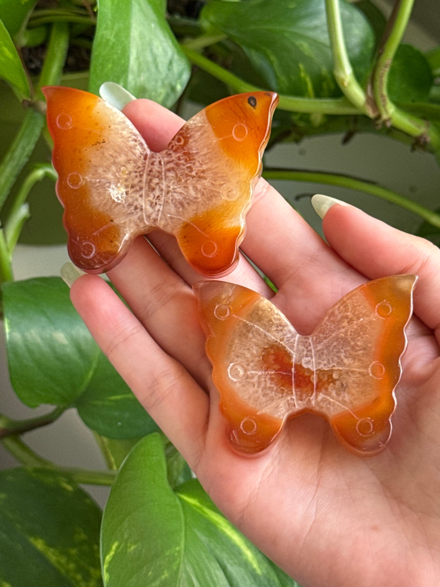 Carnelian Butterfly | Intuitively Picked