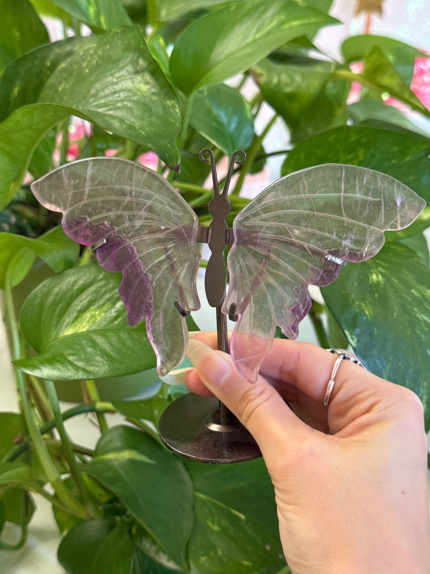 Clear Magenta Fluorite Butterfly Wings