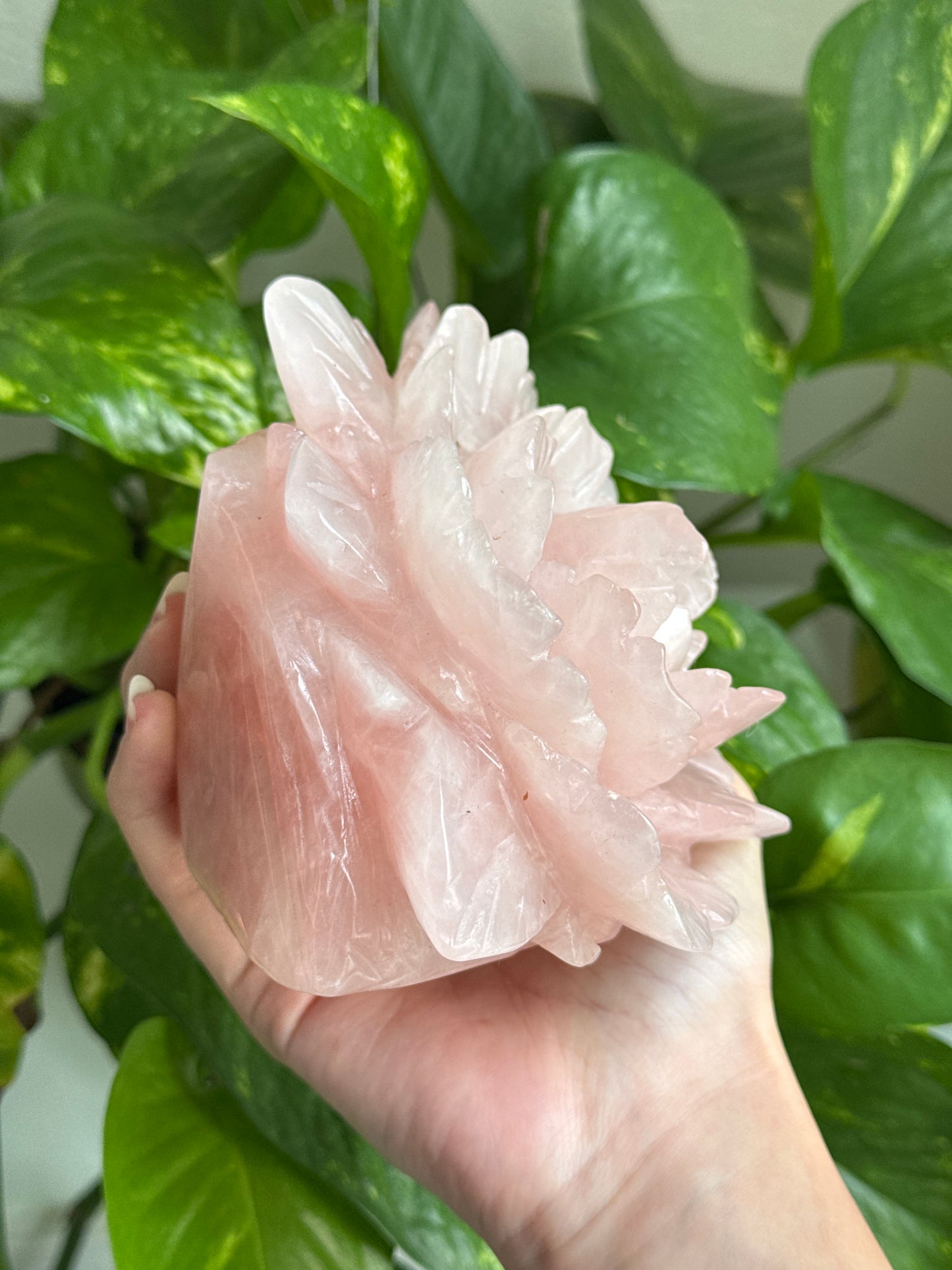 XL Rose Quartz Rose B