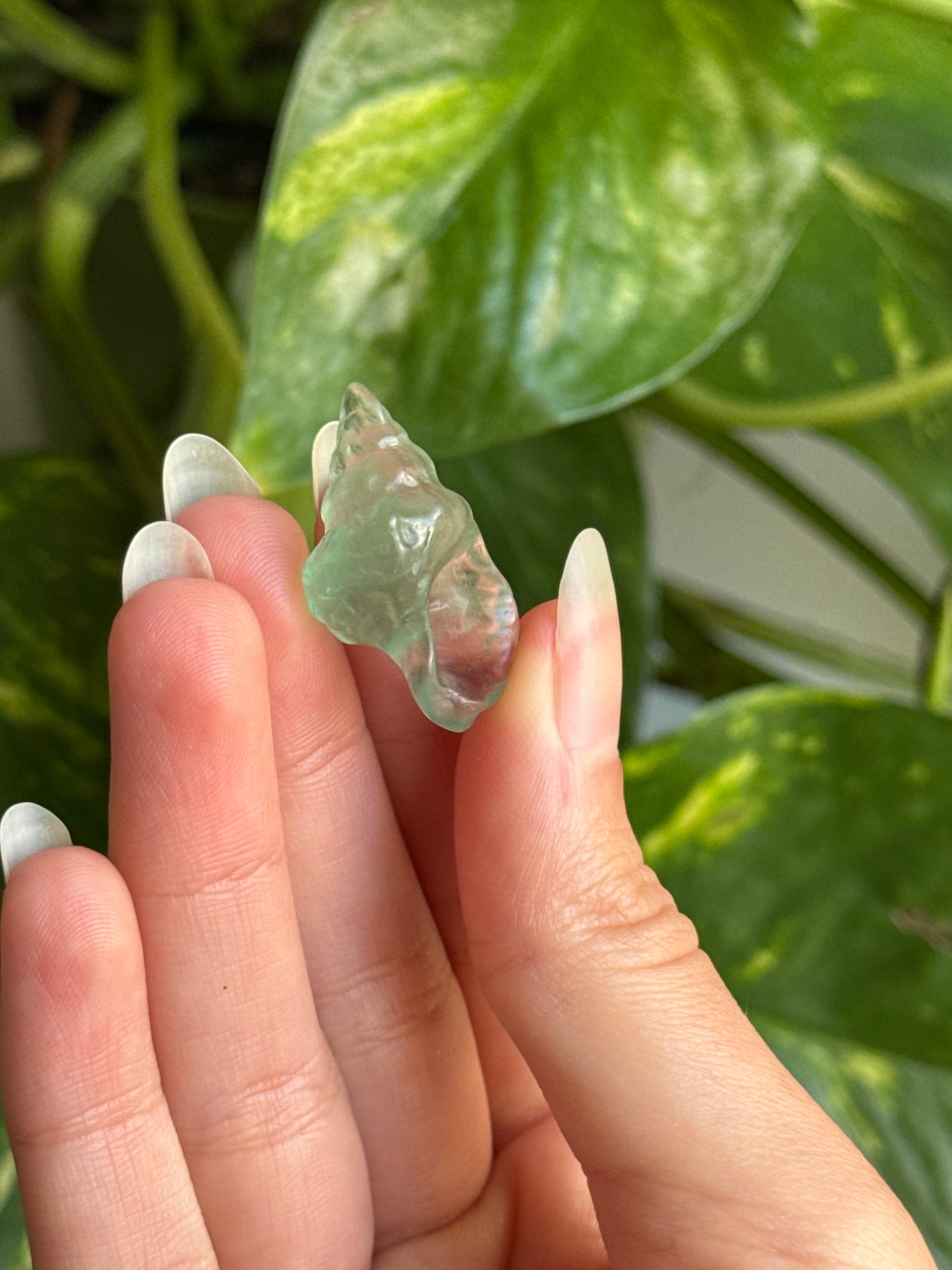 Fluorite Mini Conch Shell π