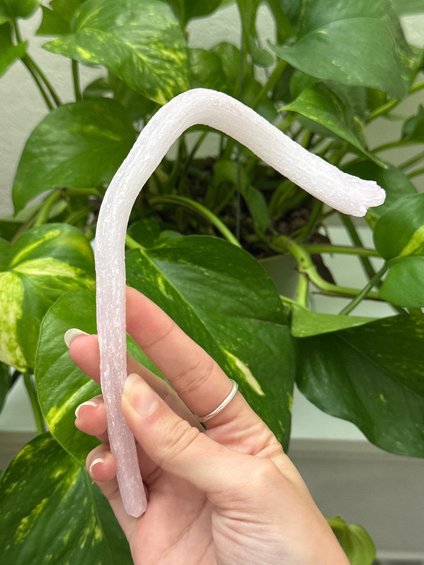 Large Pink Rams Horn Selenite Specimen