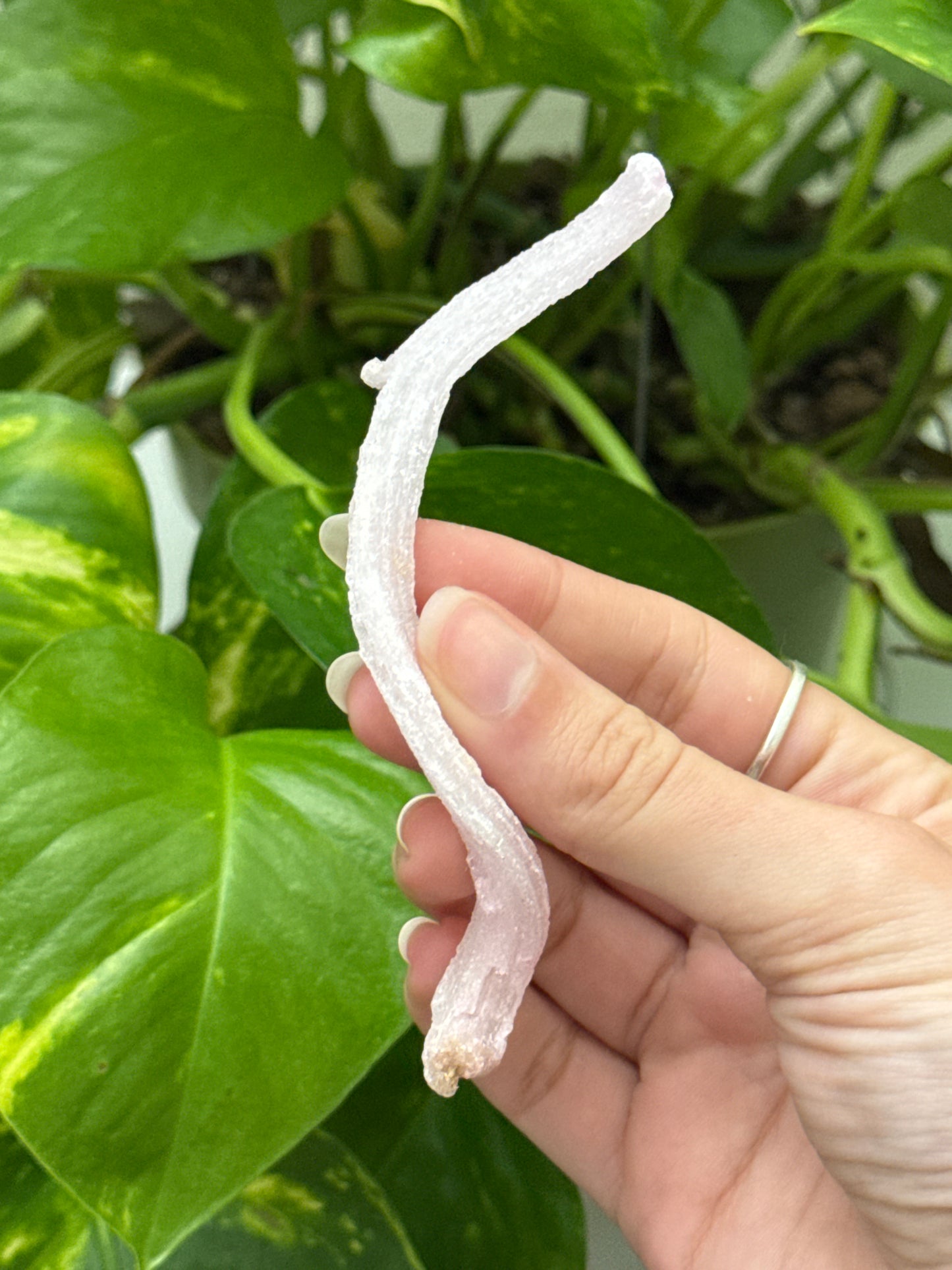 Pink Rams Horn Selenite Specimen A