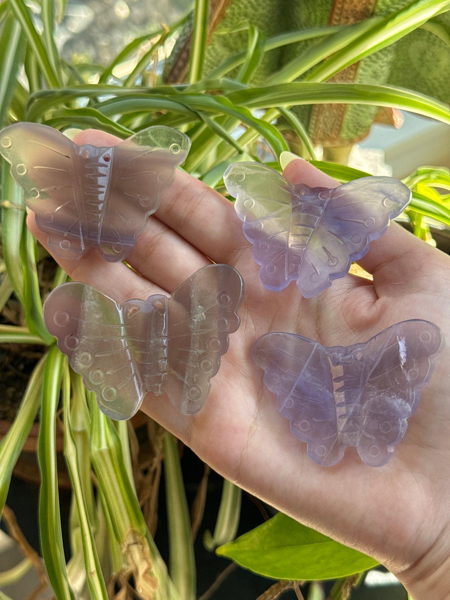Purple Fluorite Butterfly