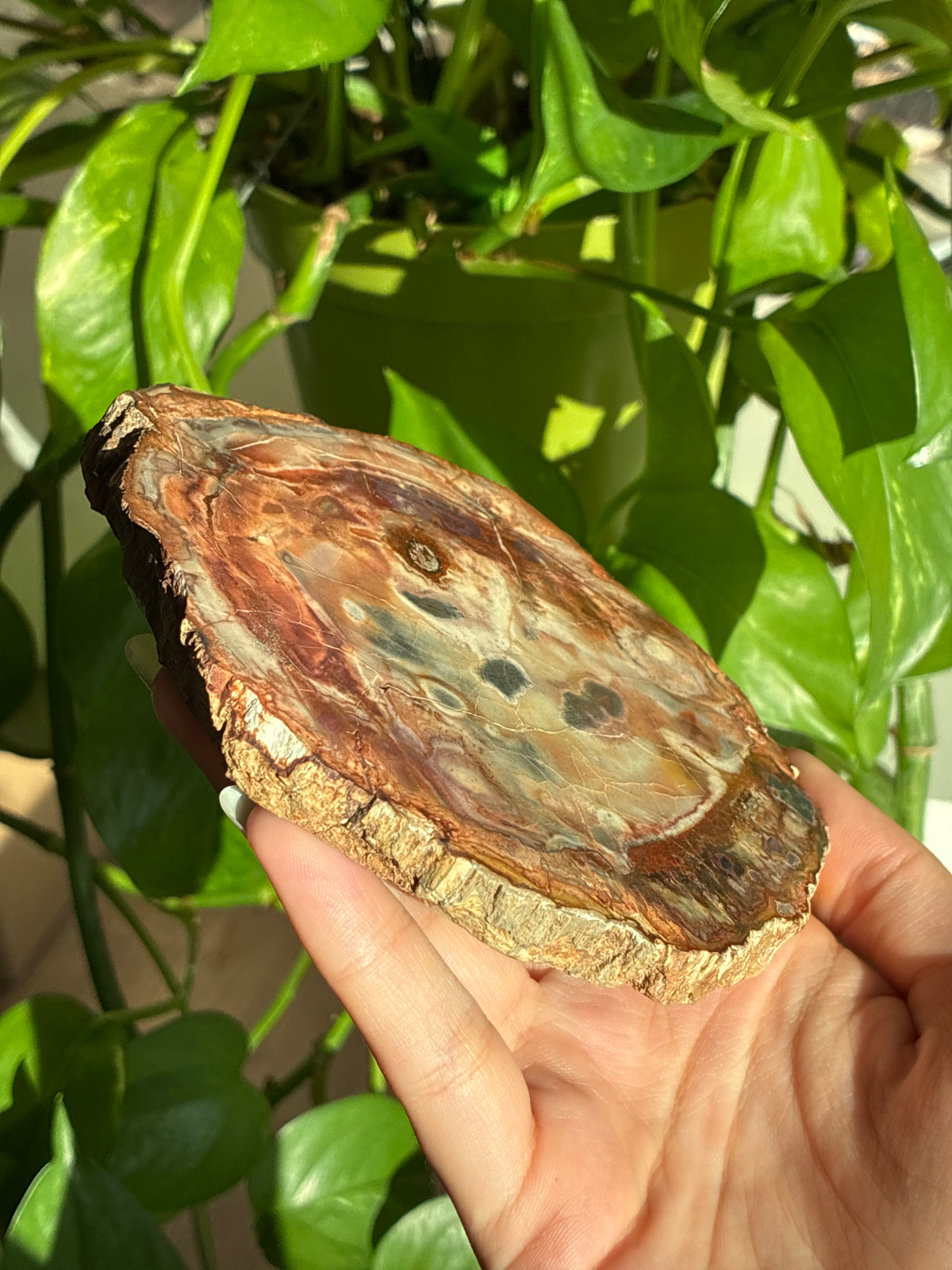 Petrified Wood Slab