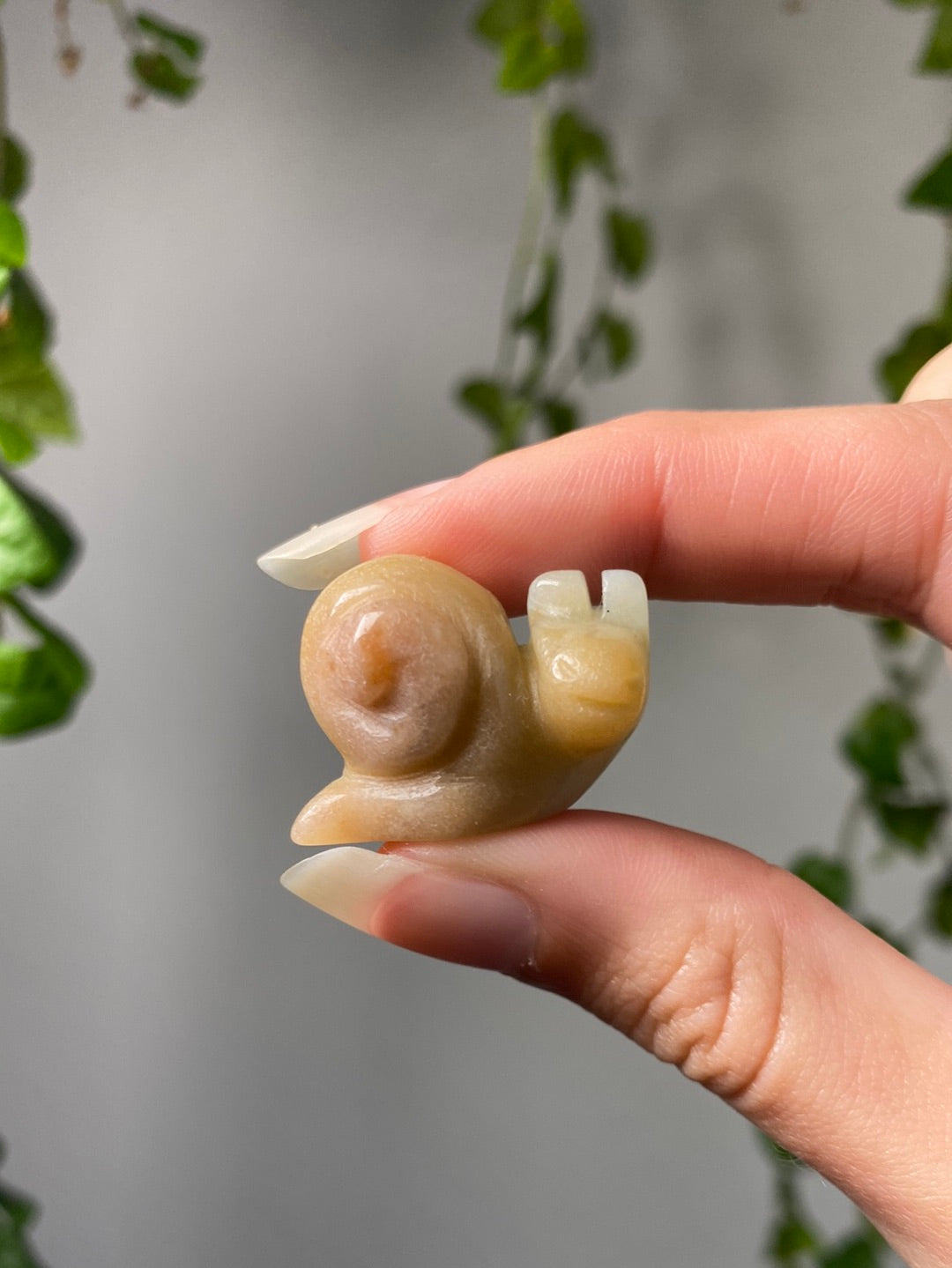 Mini Snails | You Pick