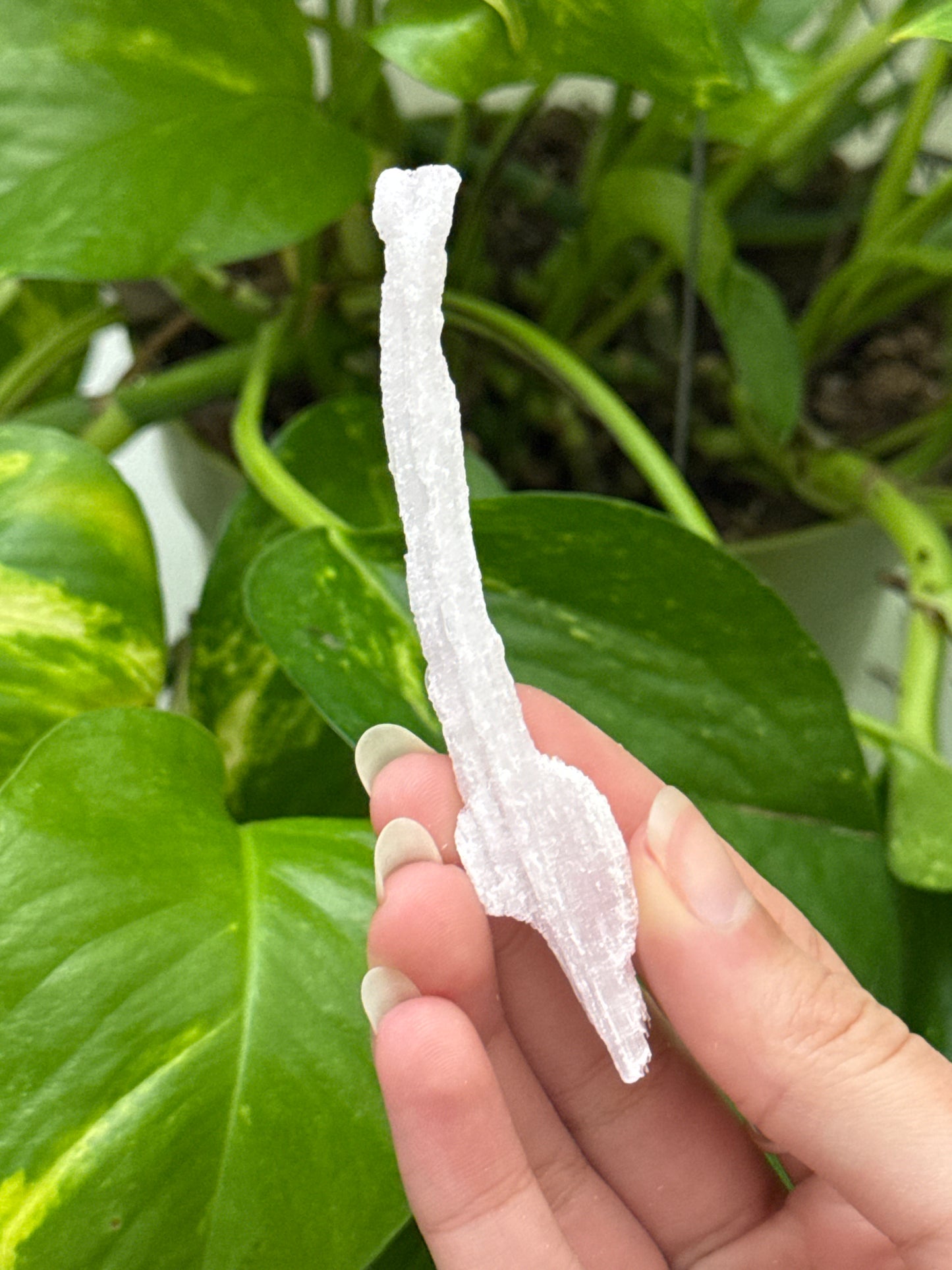 Pink Rams Horn Selenite Specimen B