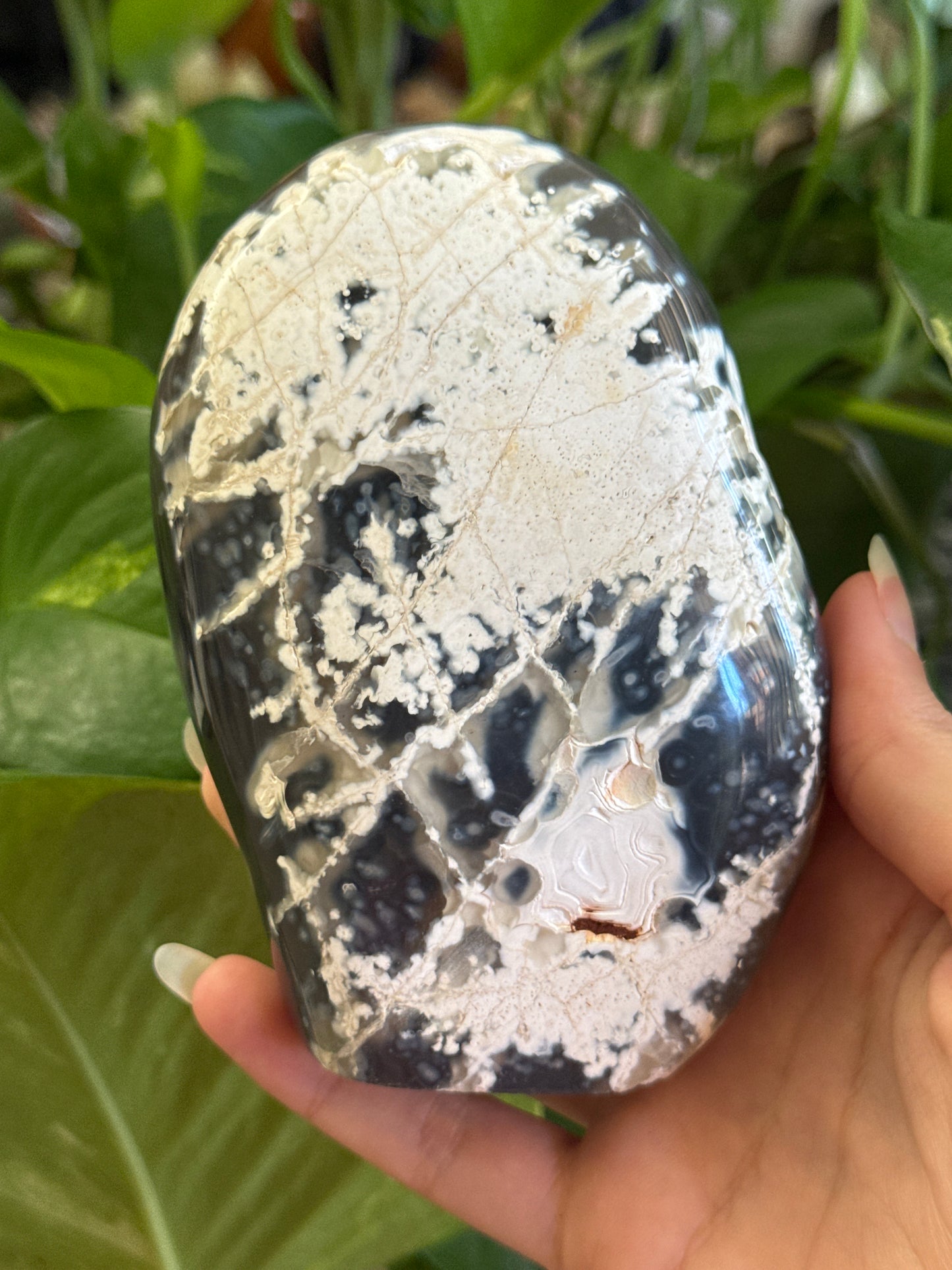 Super Unique Orca Agate Freeform