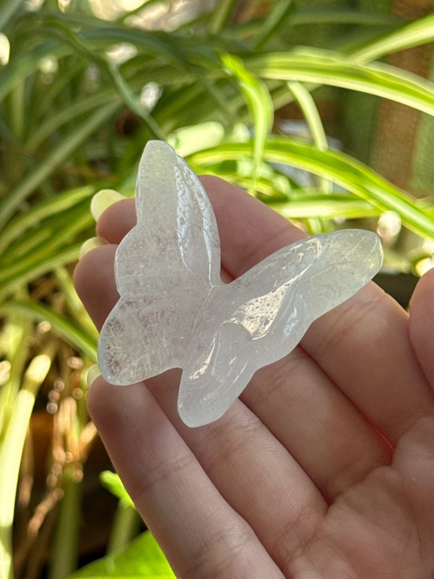 3D Butterfly | You Pick Material