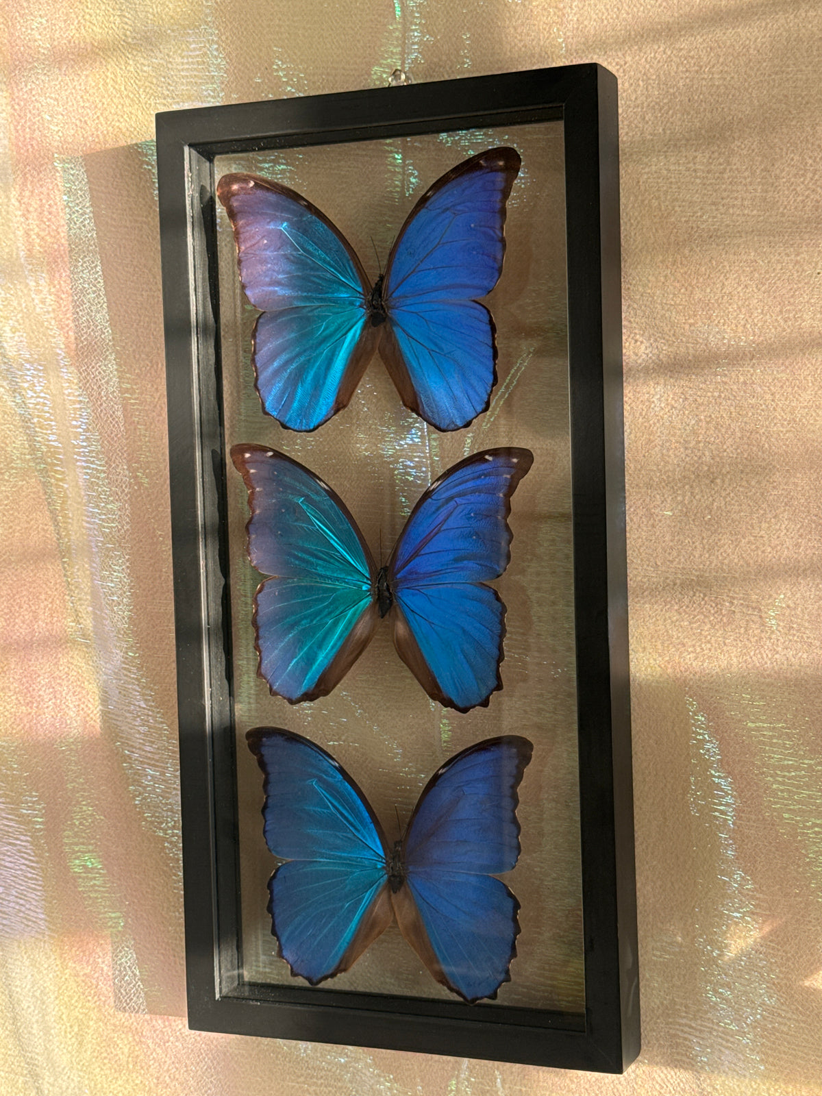 Three Large Blue Morpho Butterfly In Shadow Box
