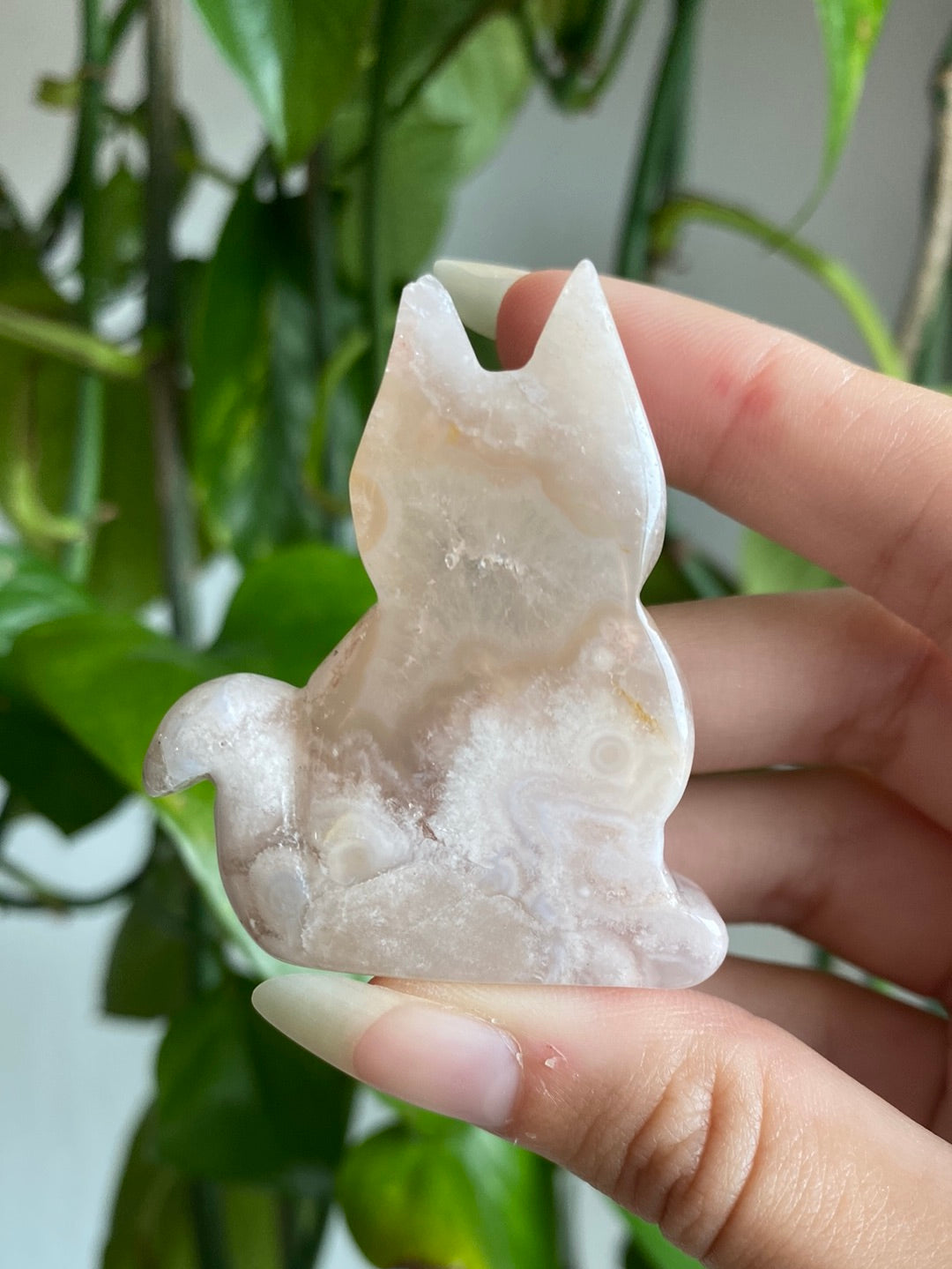 Flower Agate Kitty