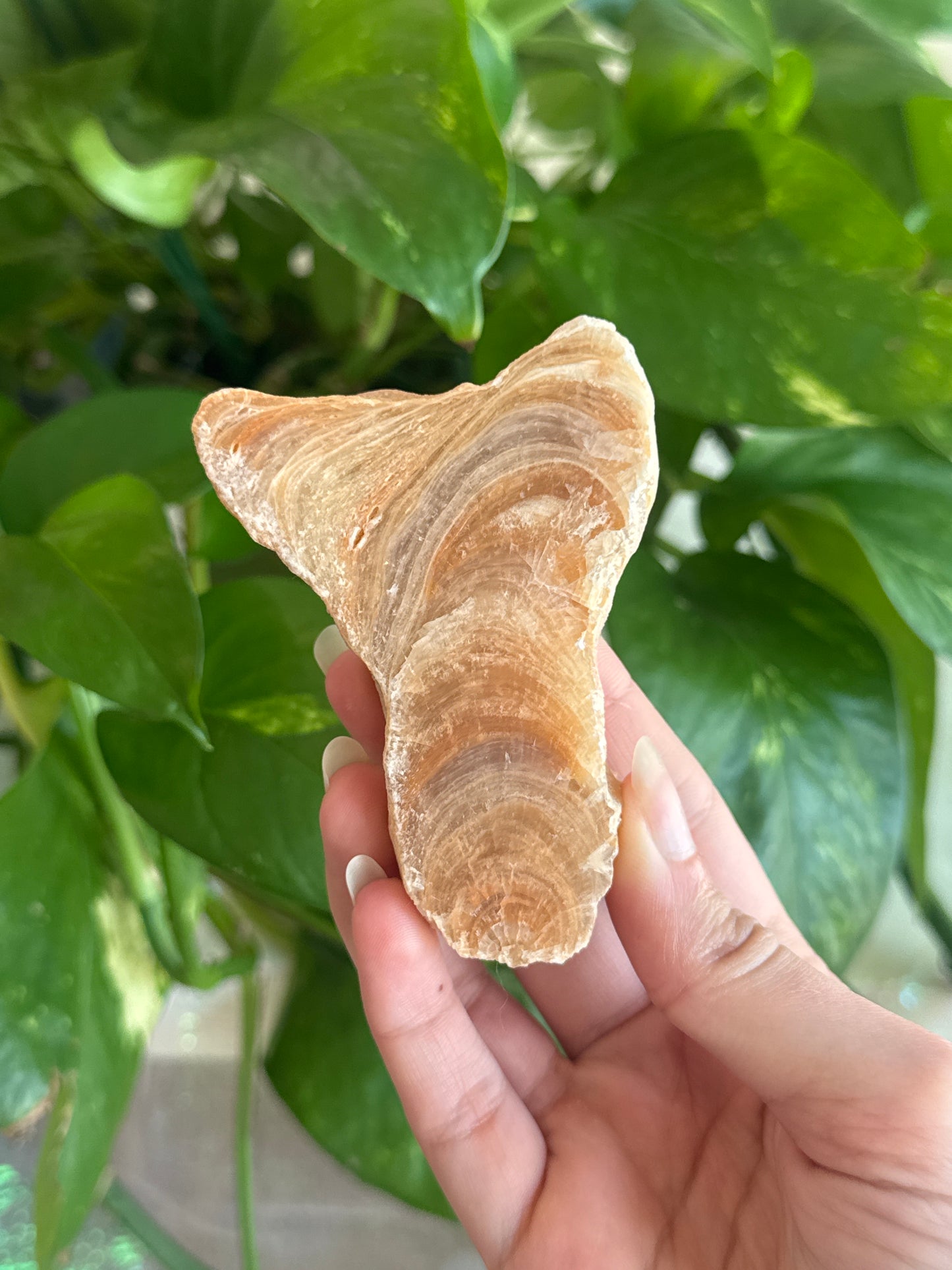 ‘Mermaid Tail’ Petrified Wood Slab A