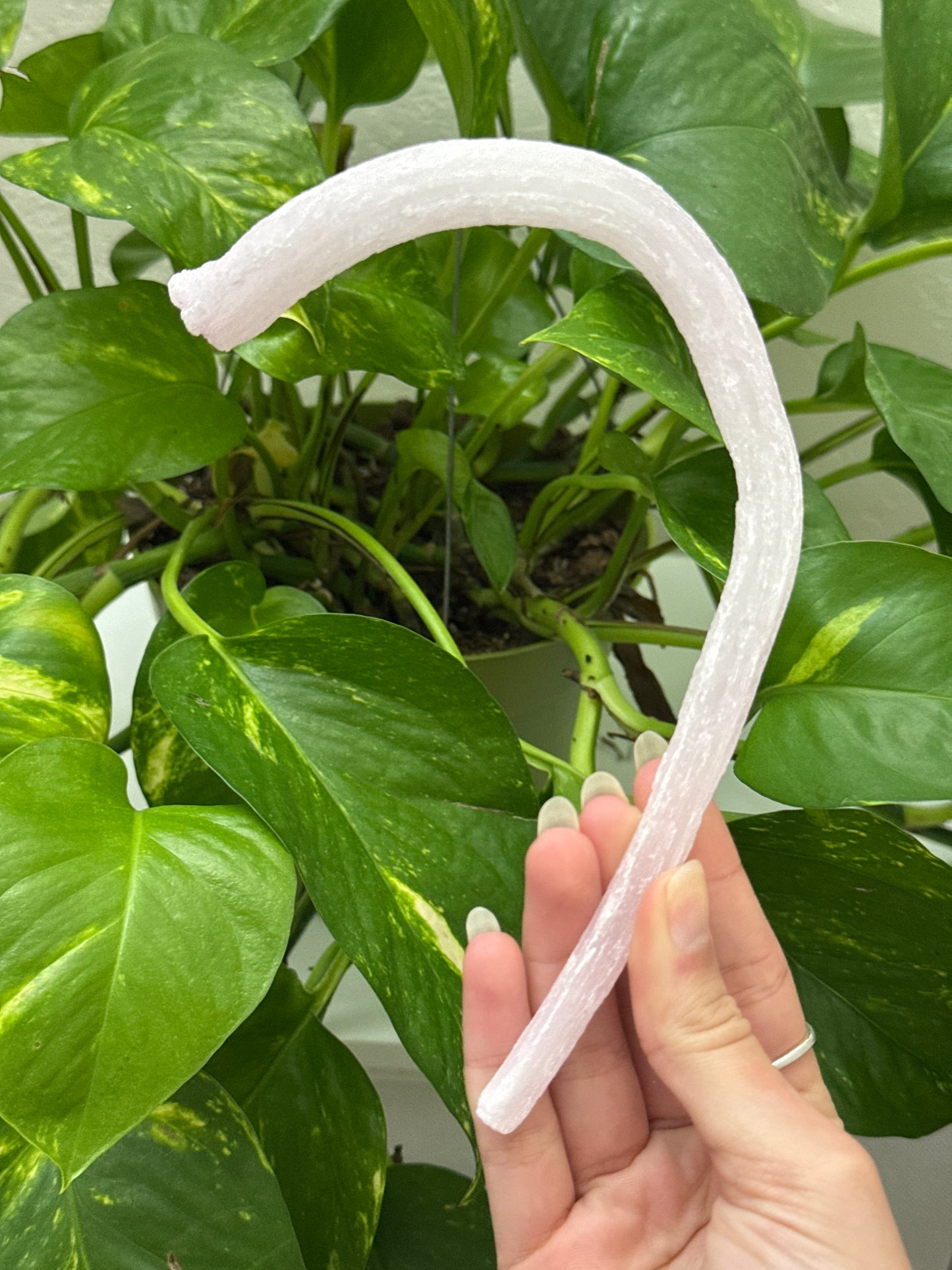 Large Pink Rams Horn Selenite Specimen