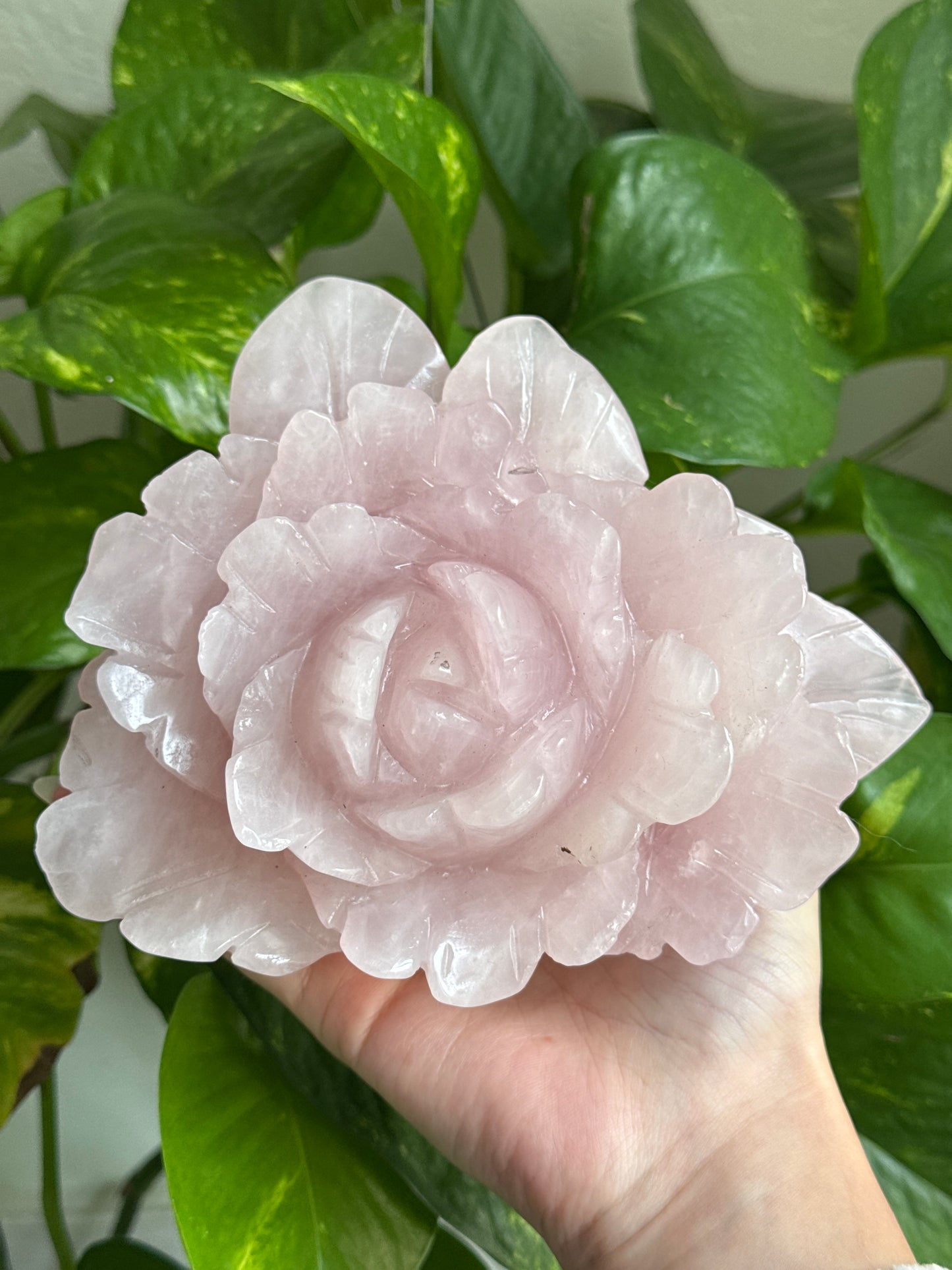 XL Rose Quartz Rose A