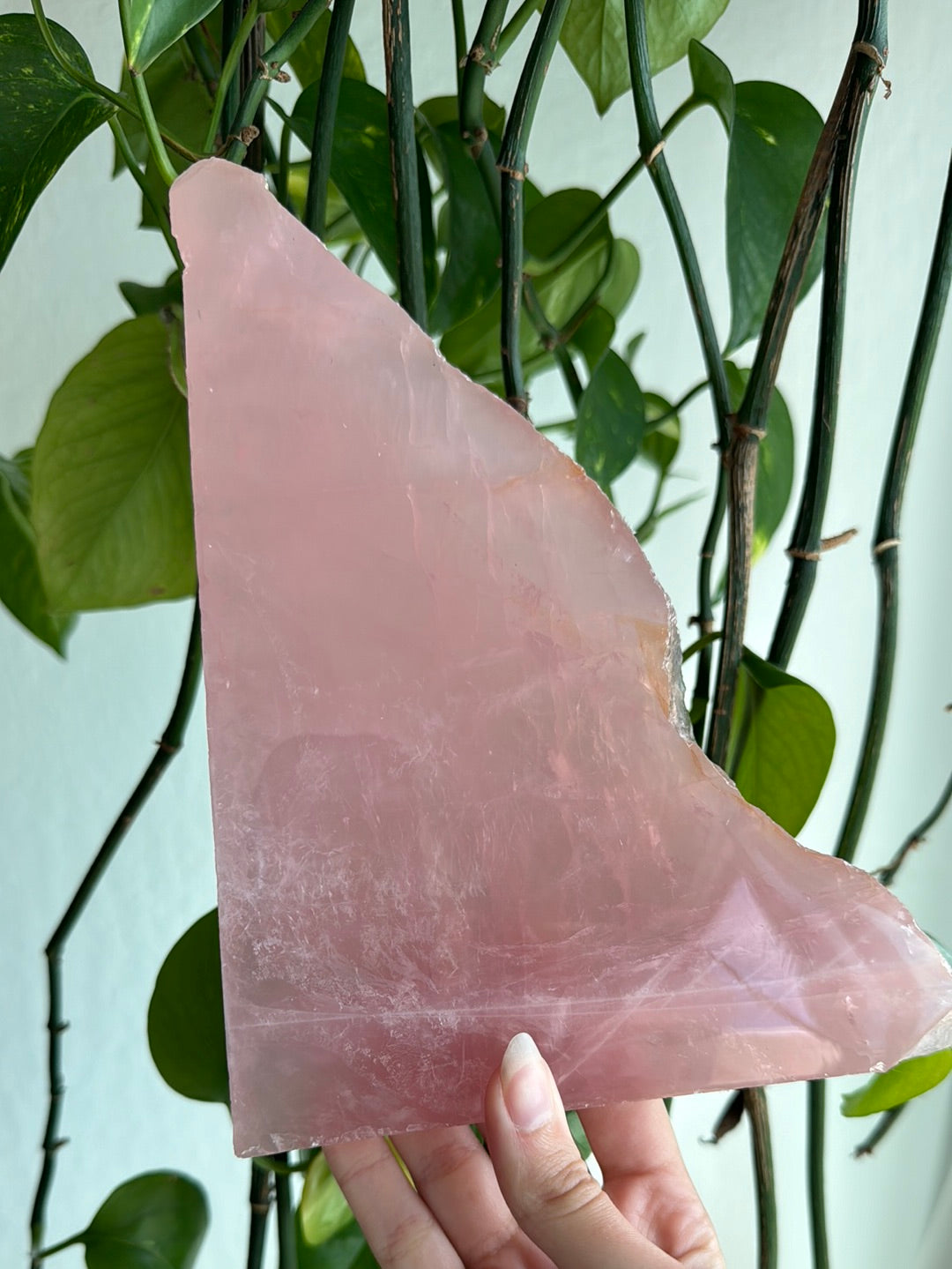 XL Gemmy Rose Quartz Slab
