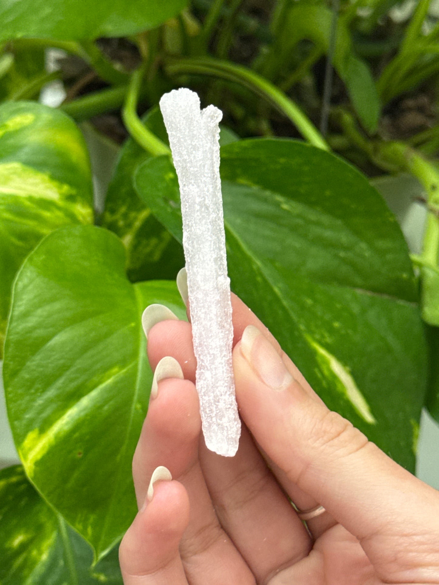 Pink Rams Horn Selenite Specimen D