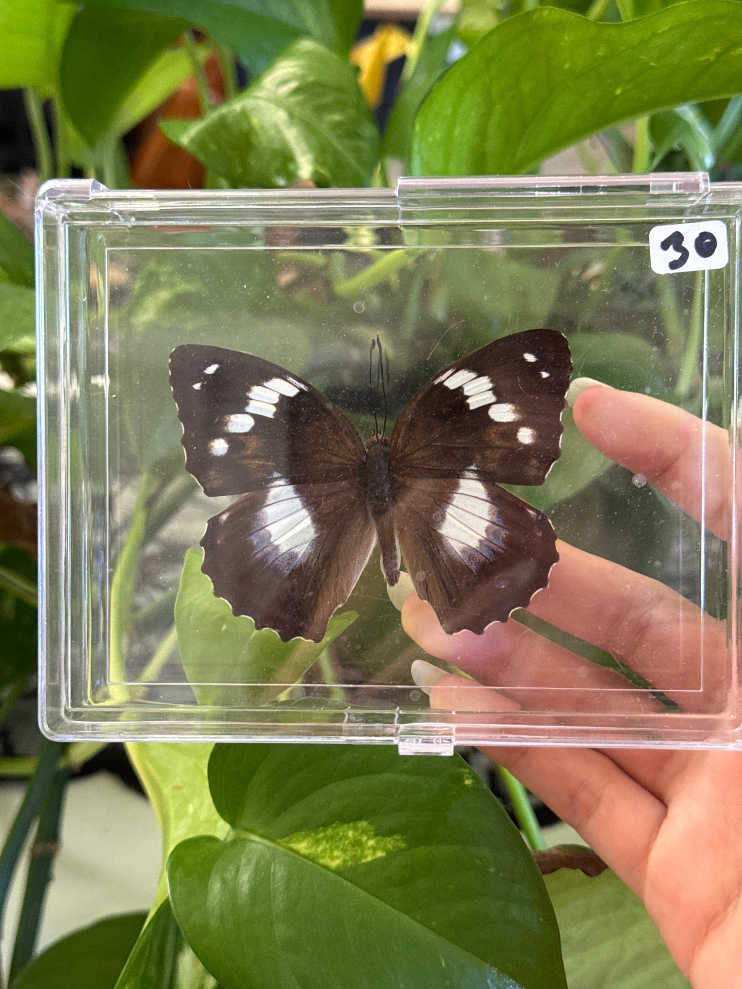 Preserved Butterfly Specimen Box | You Pick