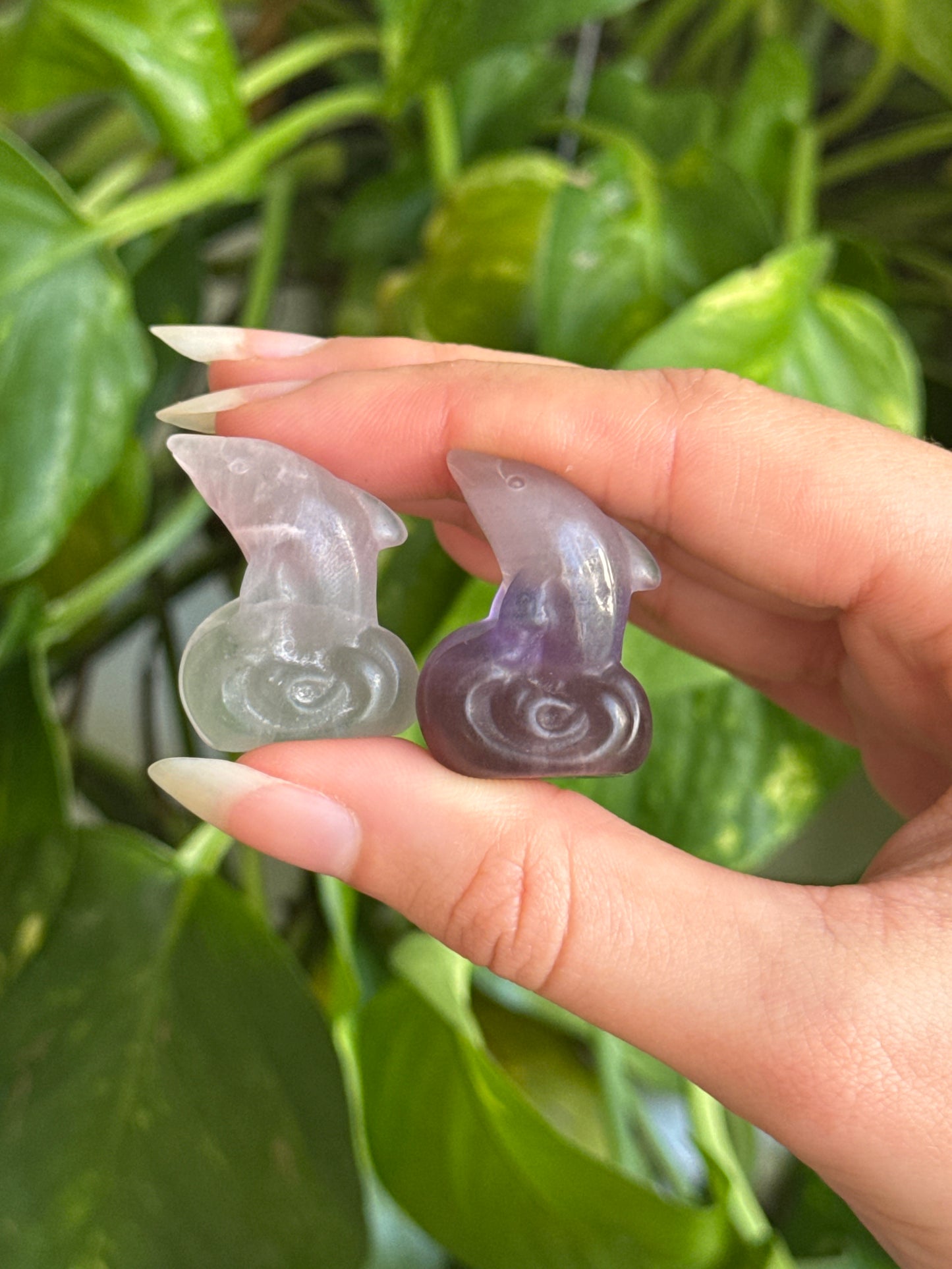 Dolphin | You Pick Material
