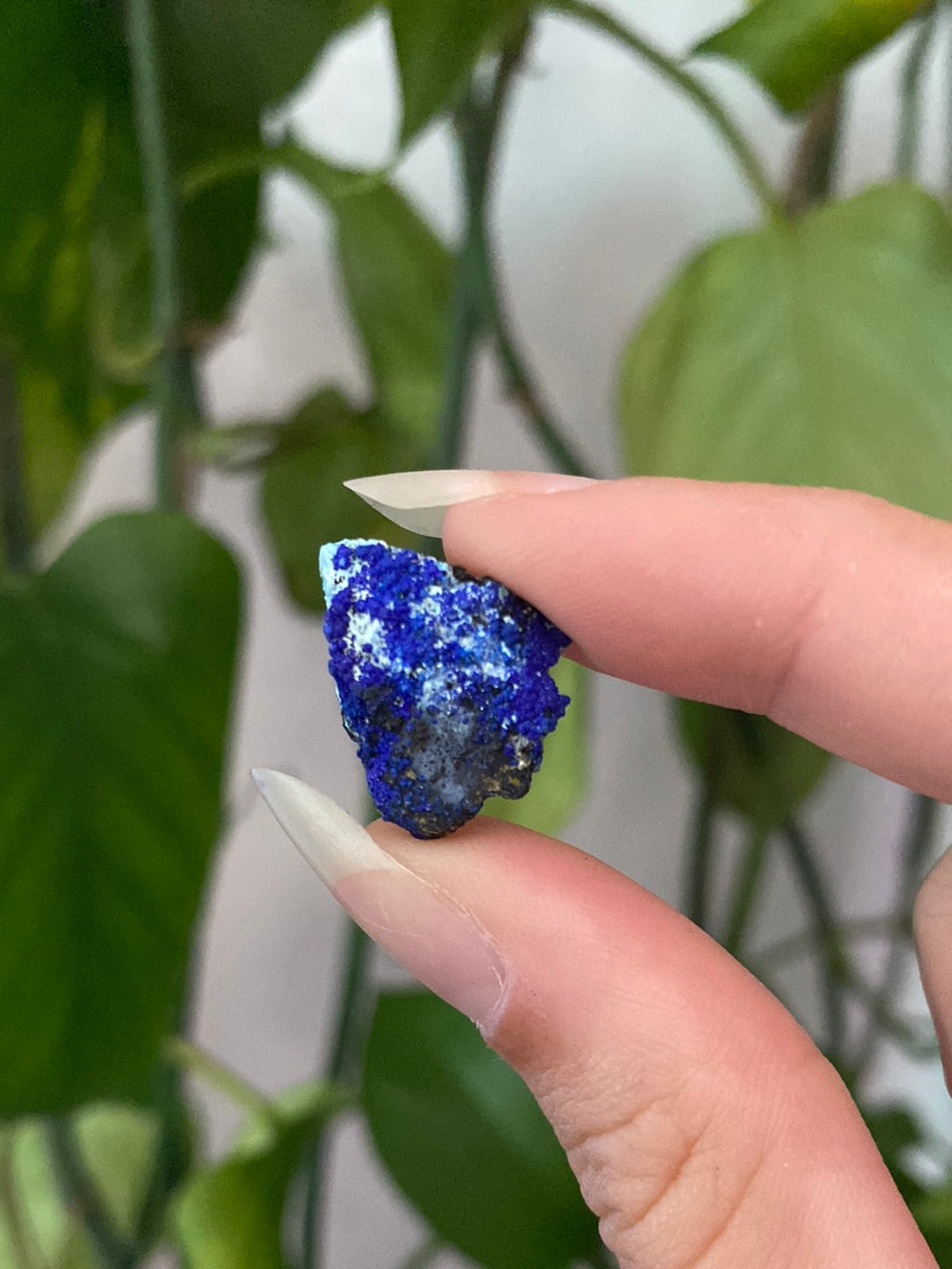 Azurite Specimen | You Pick