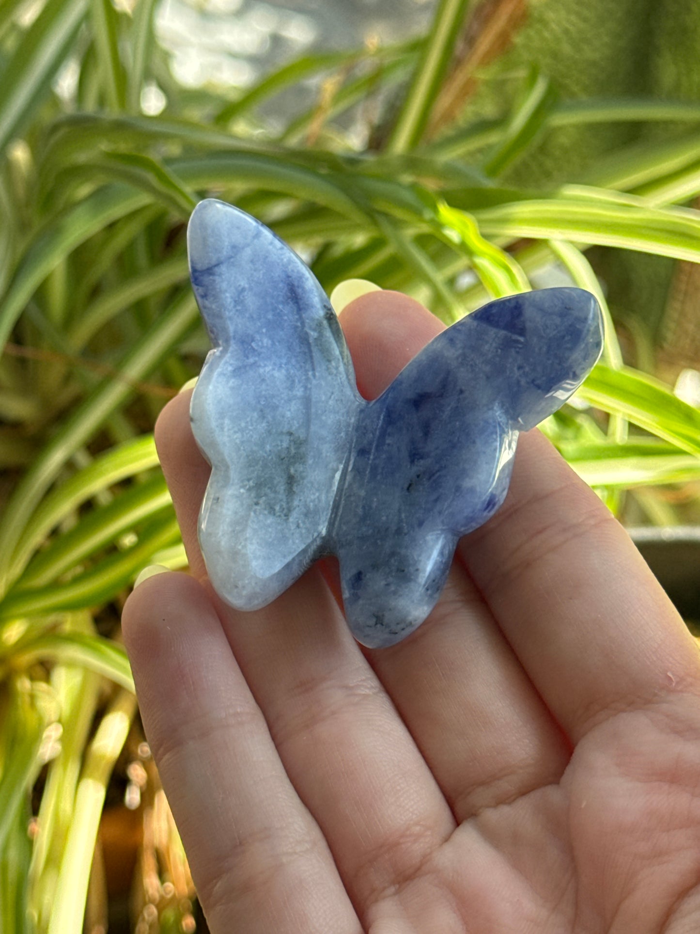 3D Butterfly | You Pick Material
