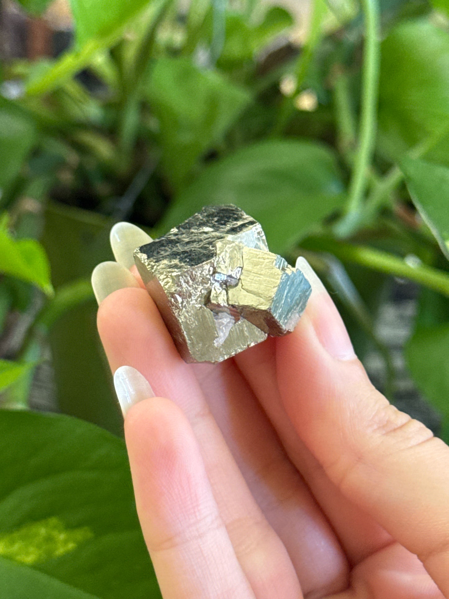 Cubic Pyrite Specimen | You Pick