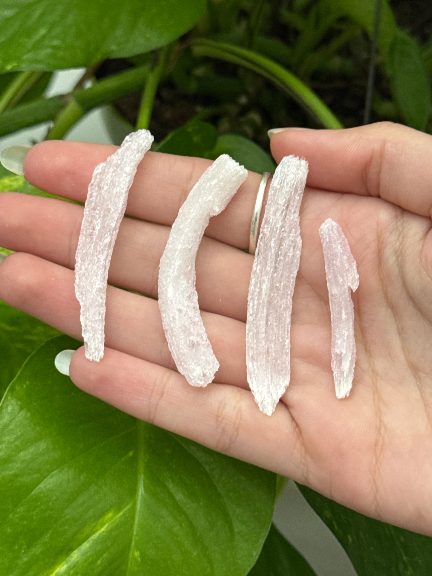 Pink Rams Horn Selenite Specimen Pack of 4