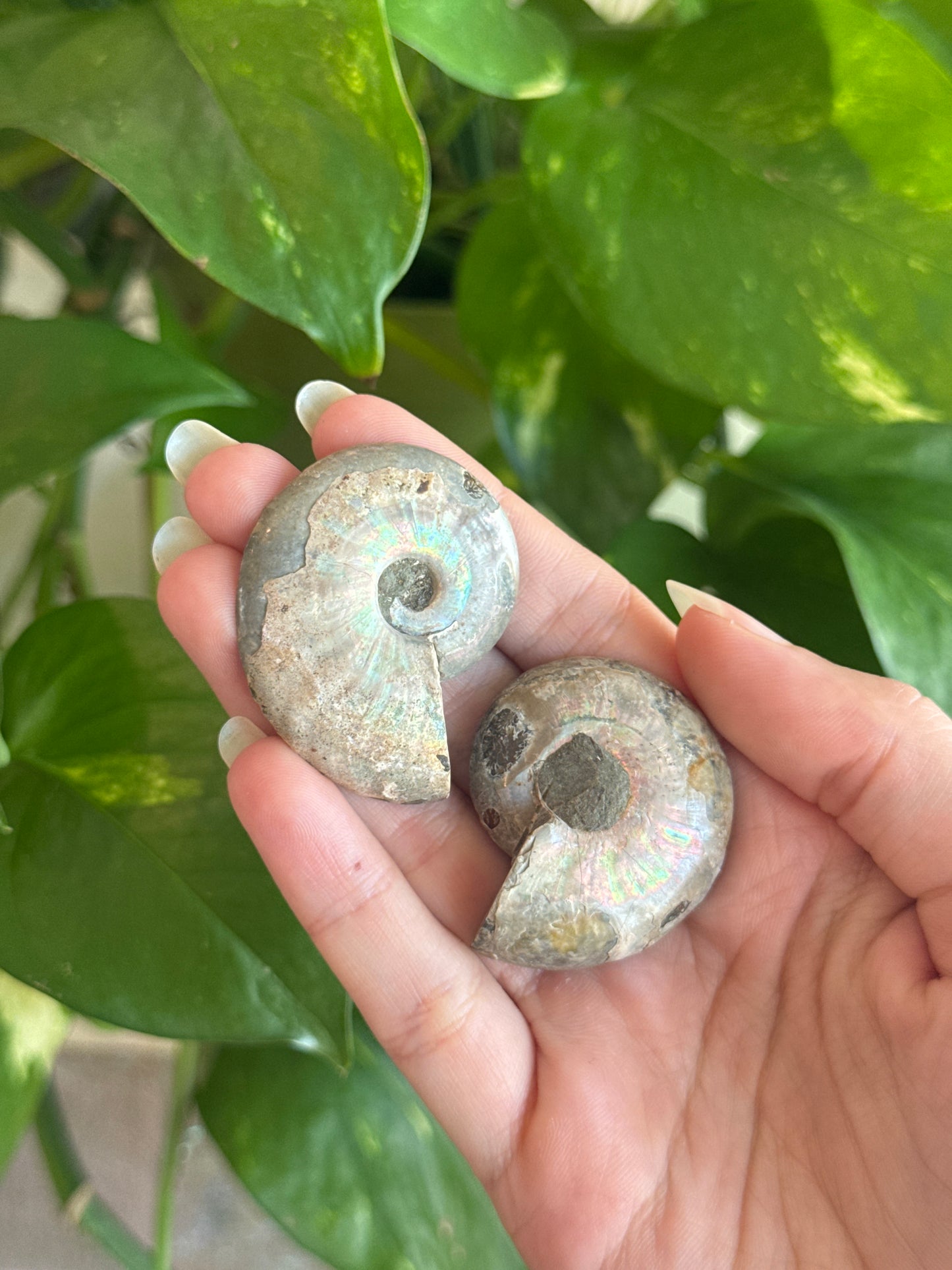 Iridescent Ammonite Specimen
