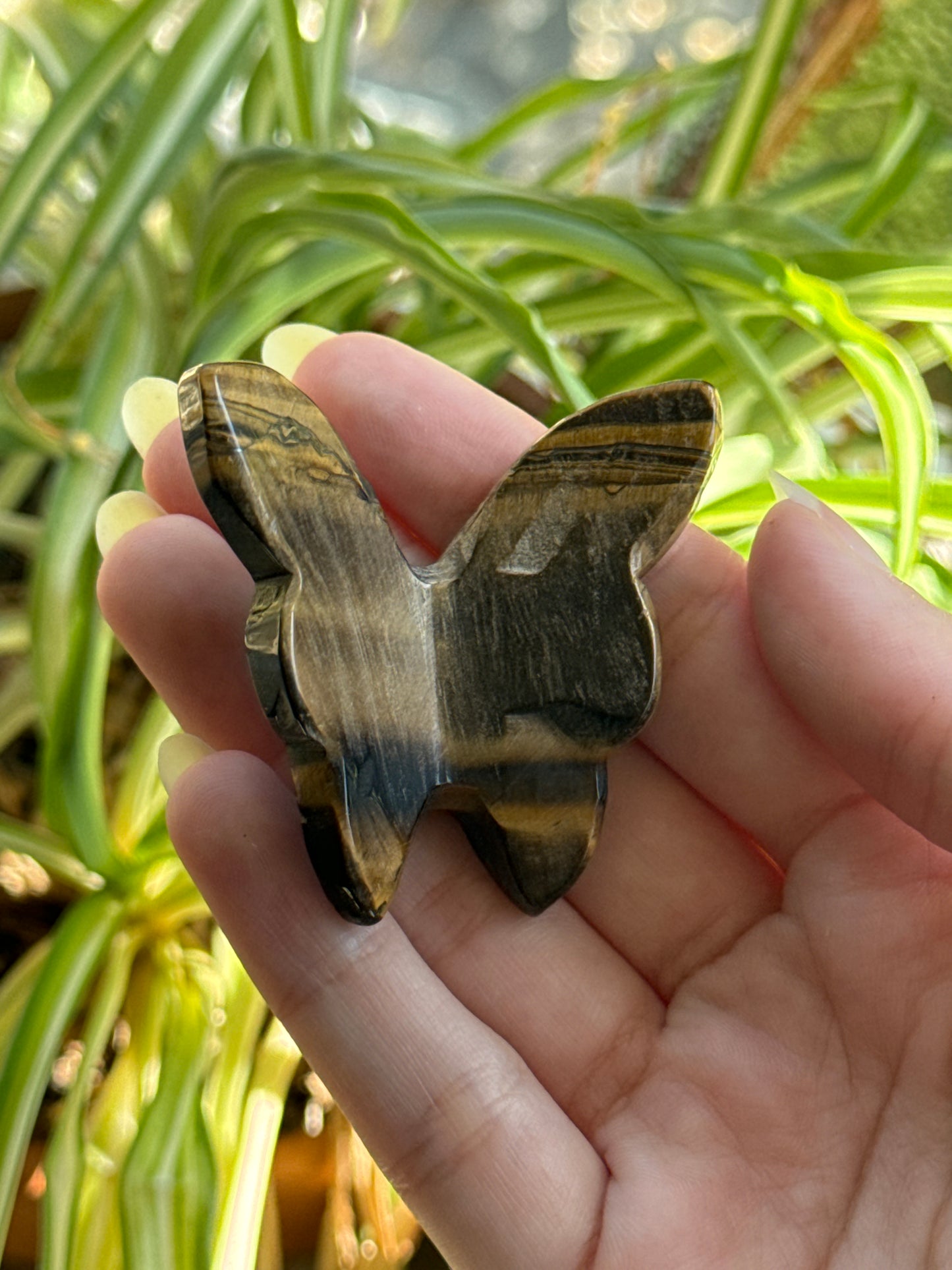 3D Butterfly | You Pick Material