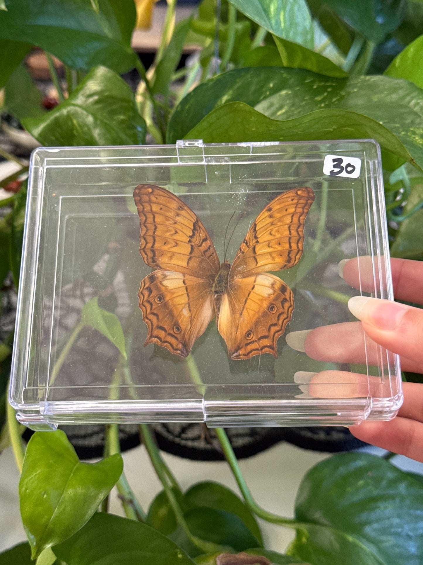 Preserved Butterfly Specimen Box | You Pick