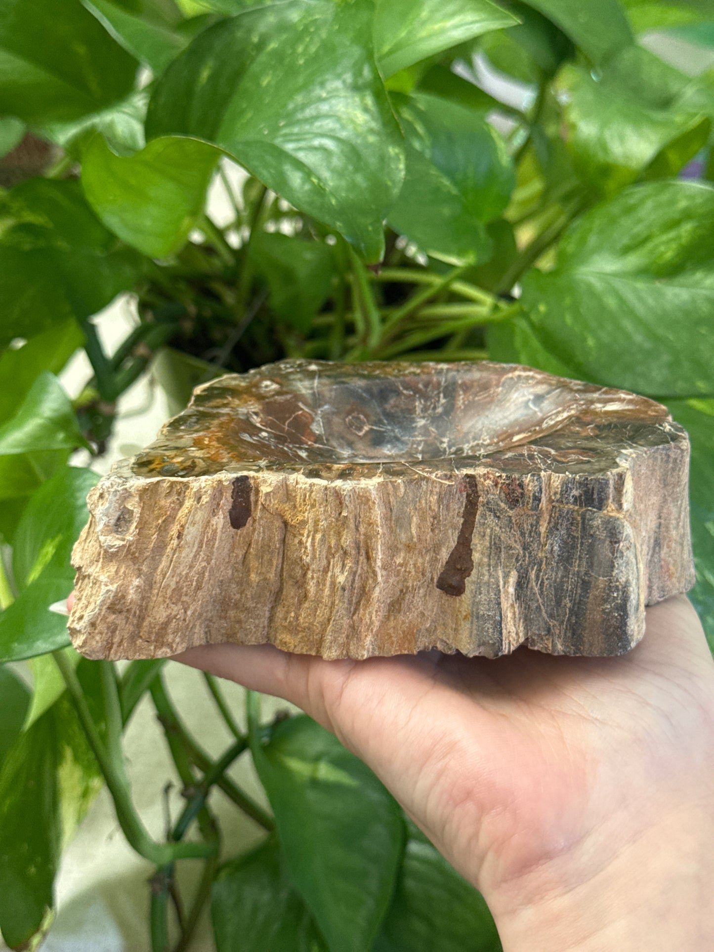 Petrified Wood Bowl