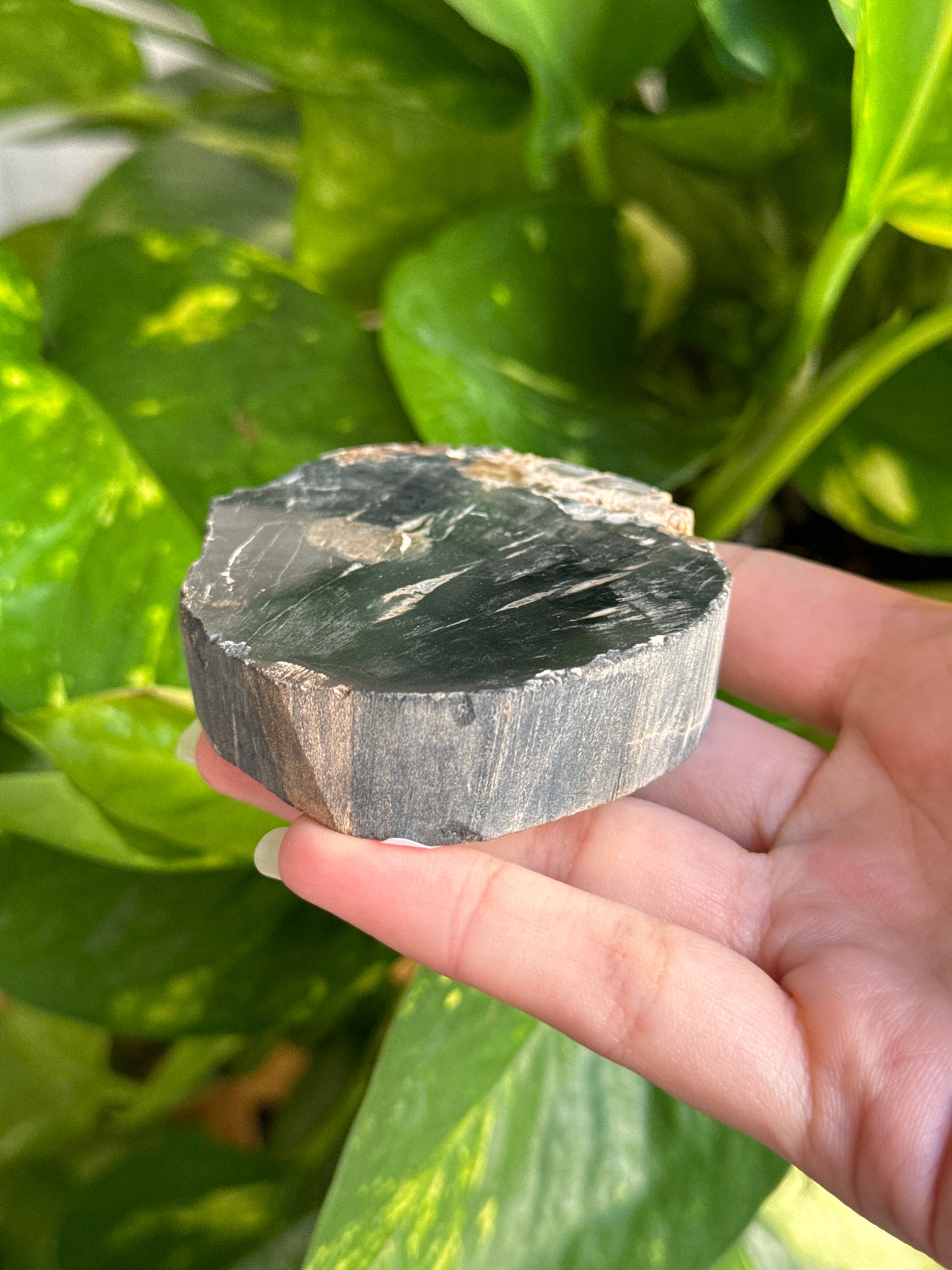 Black Petrified Wood Slab