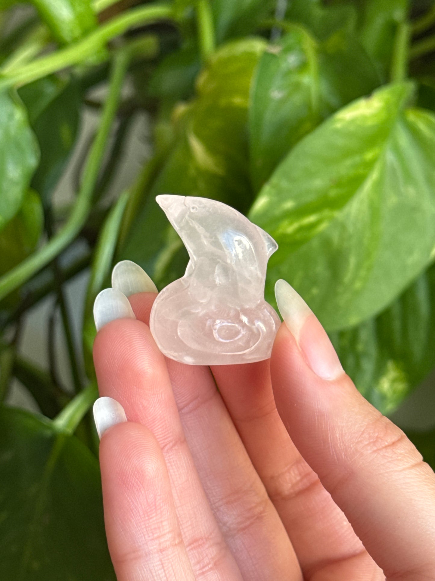 Dolphin | You Pick Material