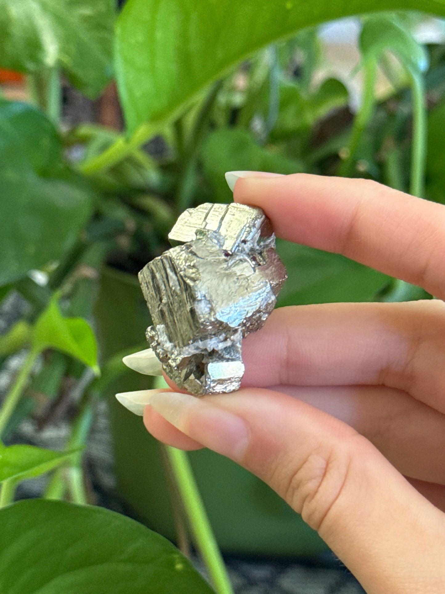Cubic Pyrite Specimen | You Pick