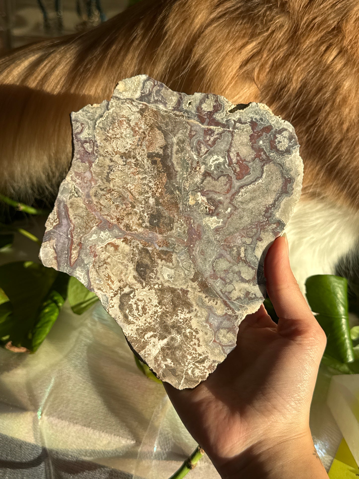 Purple & Red Crazy Lace Agate Unpolished Slab