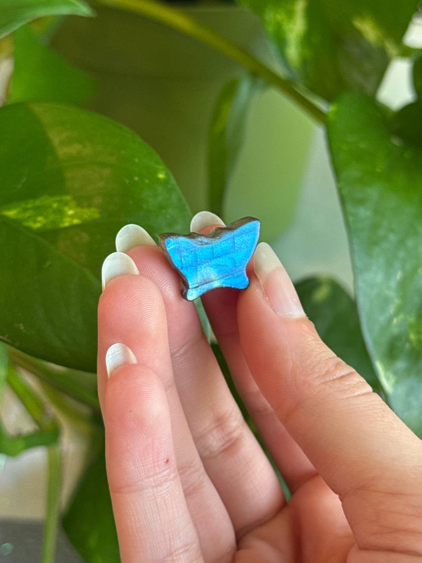 High Grade Labradorite Mini Butterfly Carving