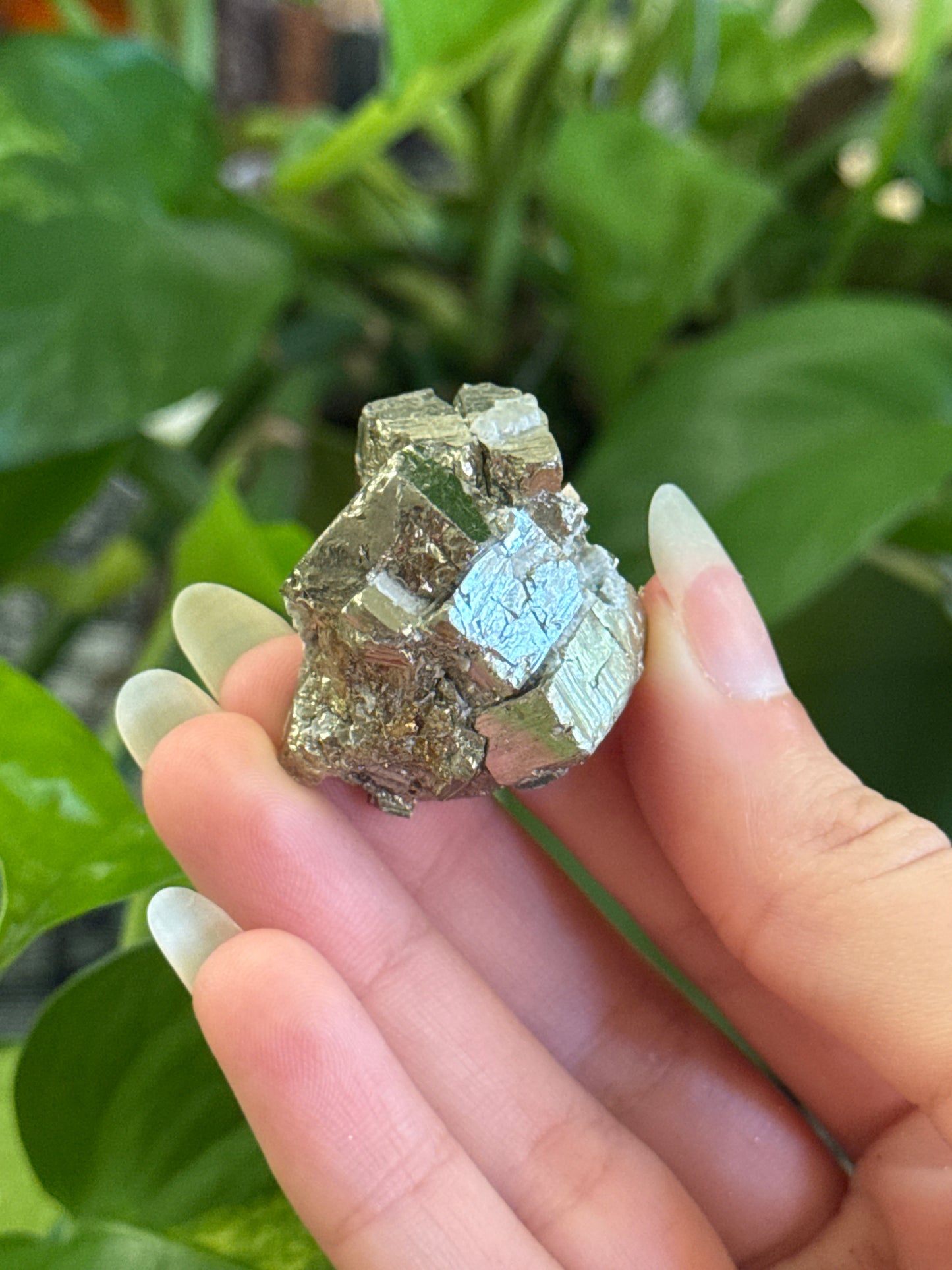 Cubic Pyrite Specimen | You Pick