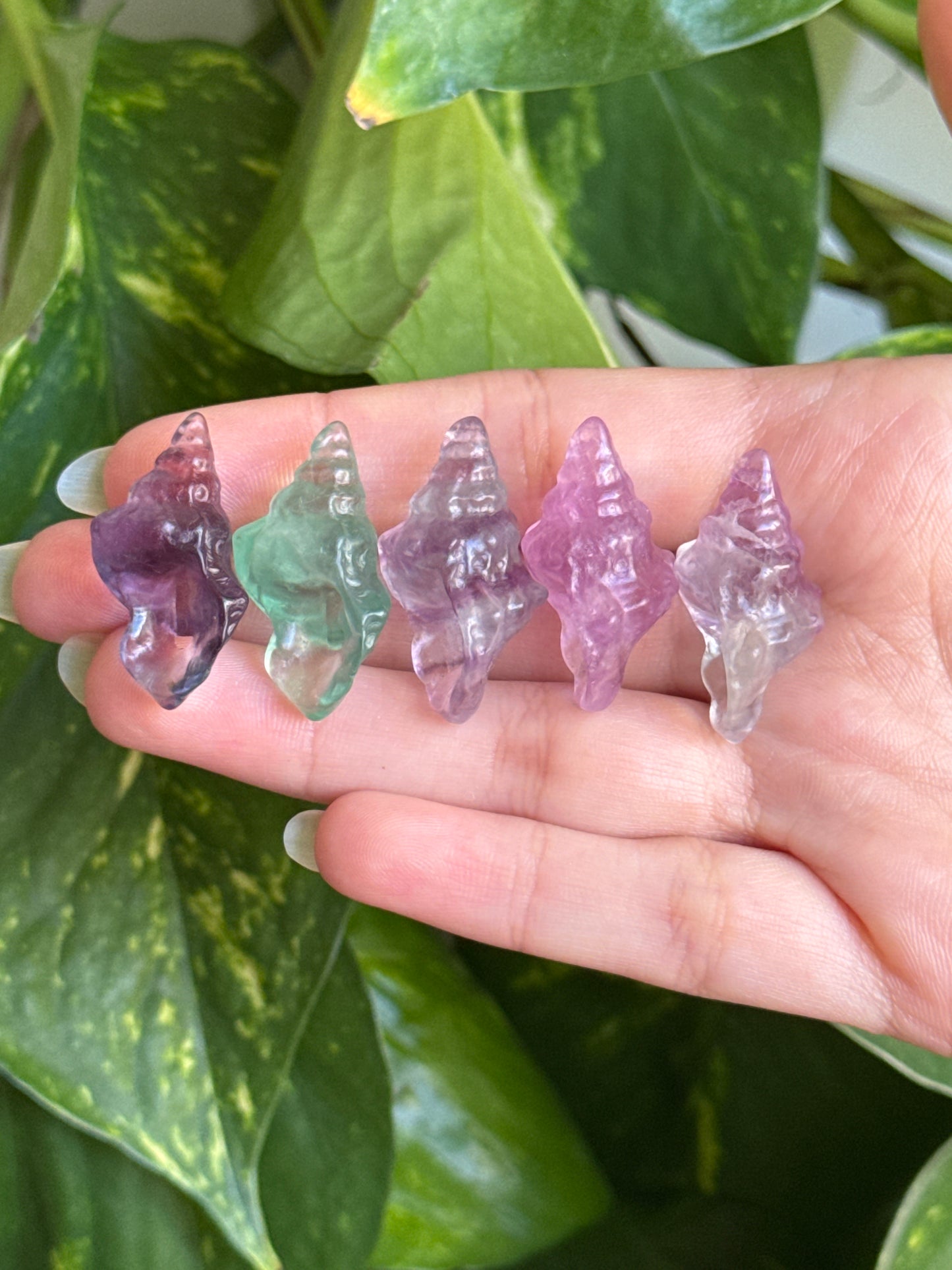 Fluorite Mini Conch Shell π