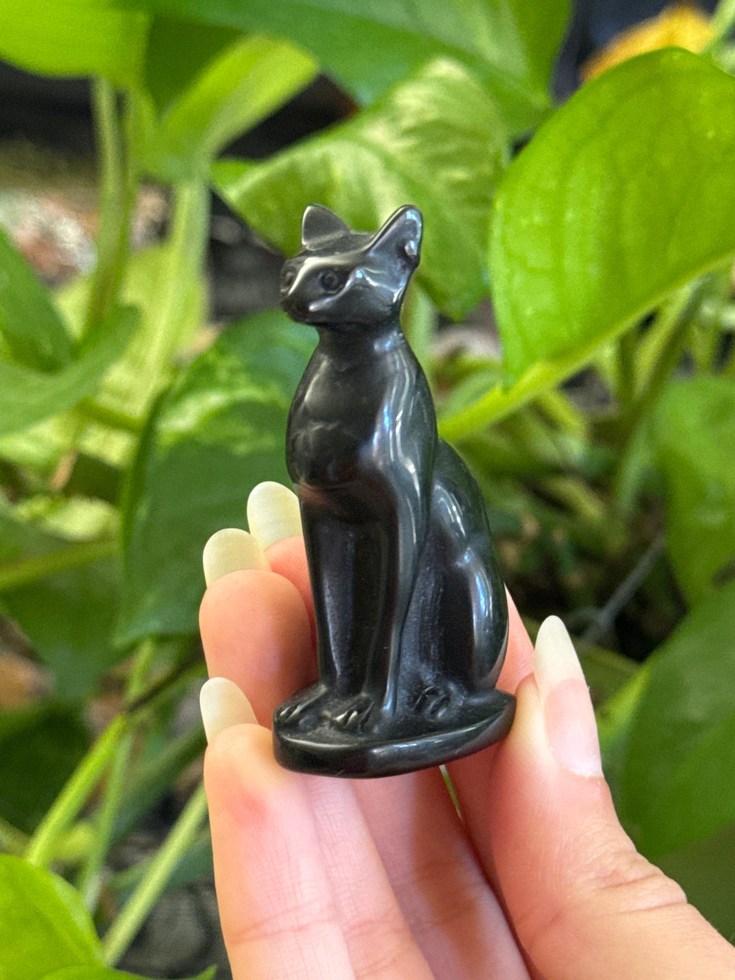 Obsidian Hairless Cat