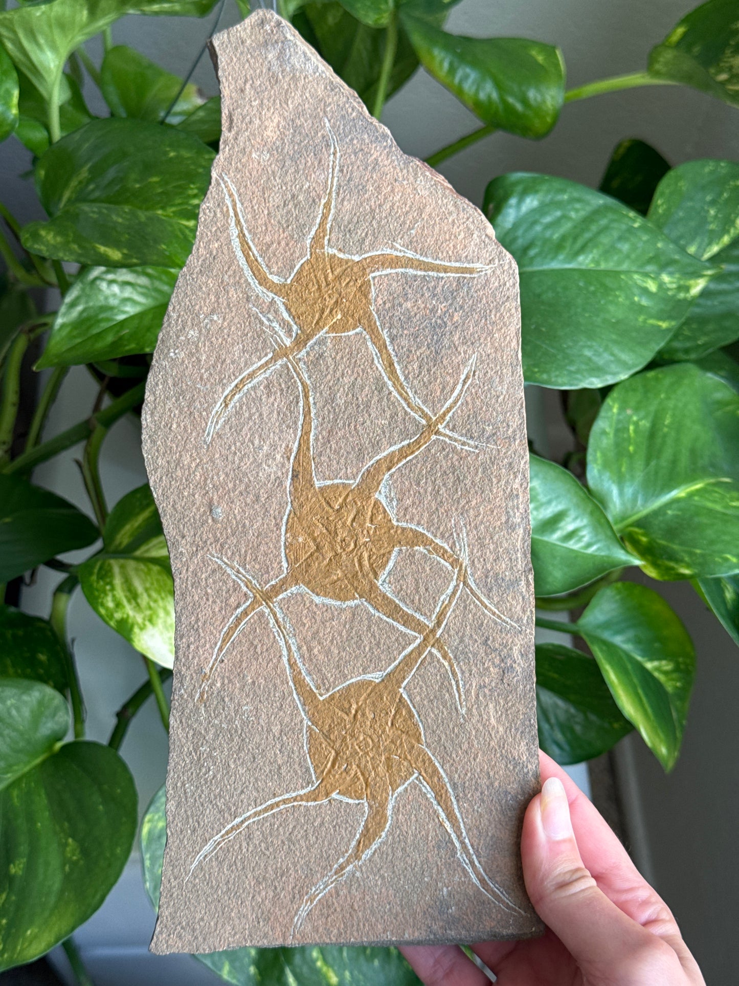Starfish Fossil Slab
