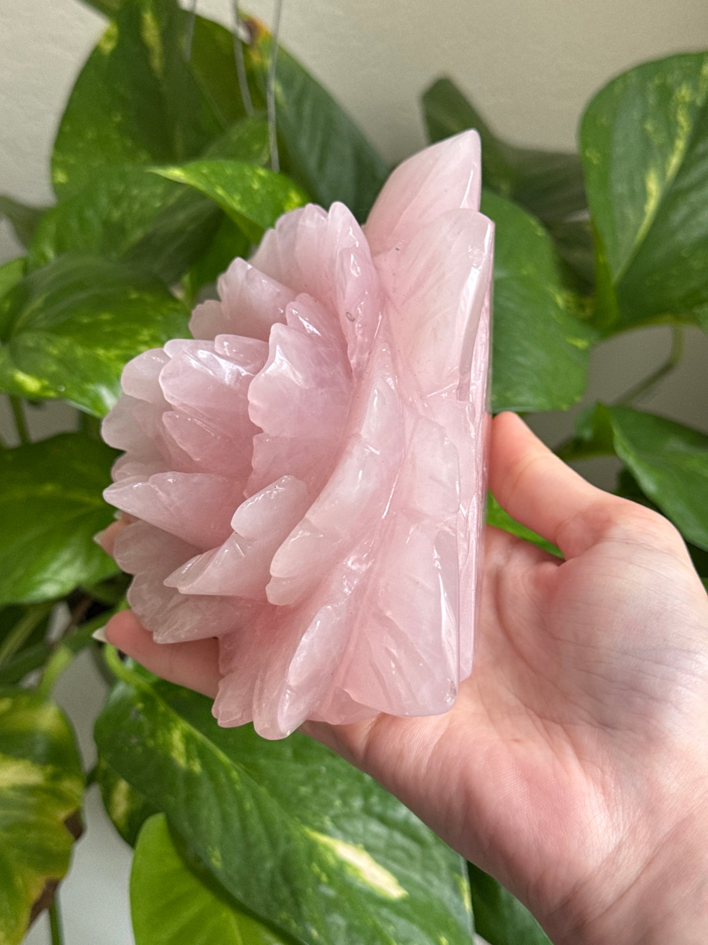 XL Rose Quartz Rose A