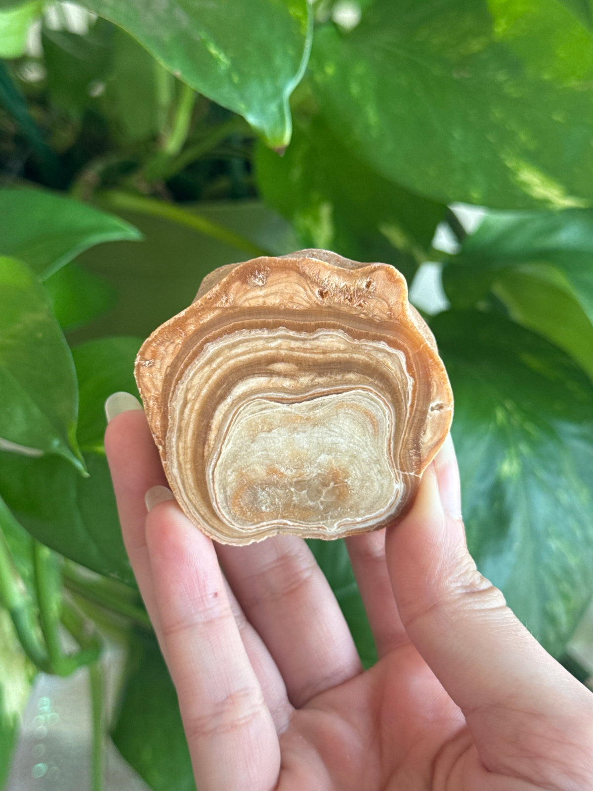 Petrified Wood Slab E