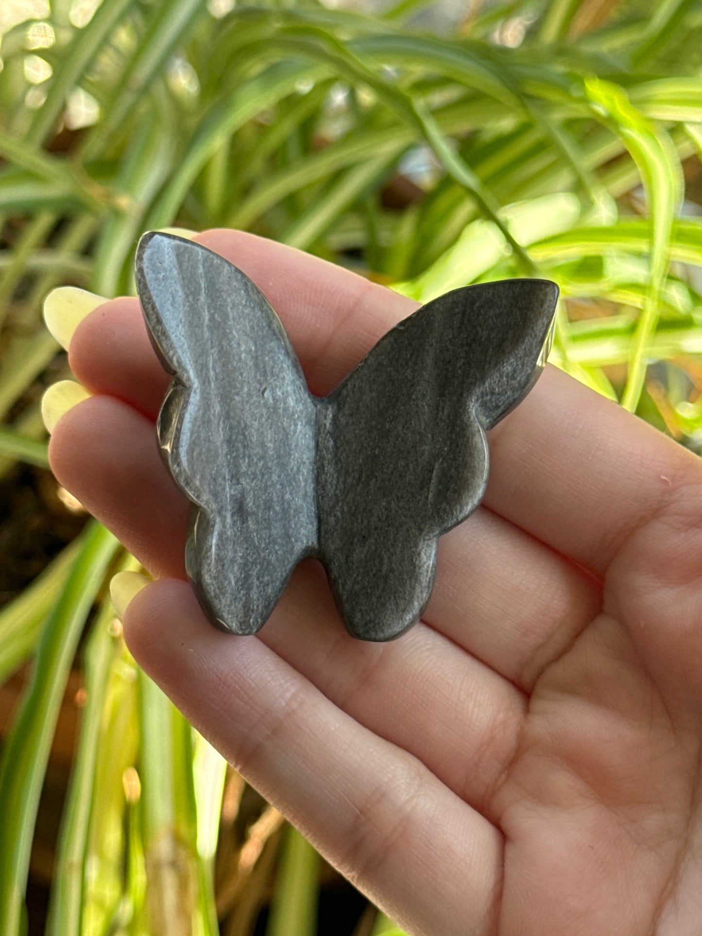 3D Butterfly | You Pick Material
