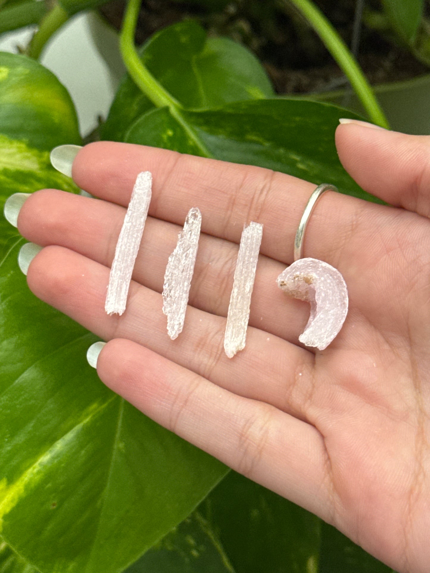 Pink Rams Horn Selenite Specimen Mini Pack of 4