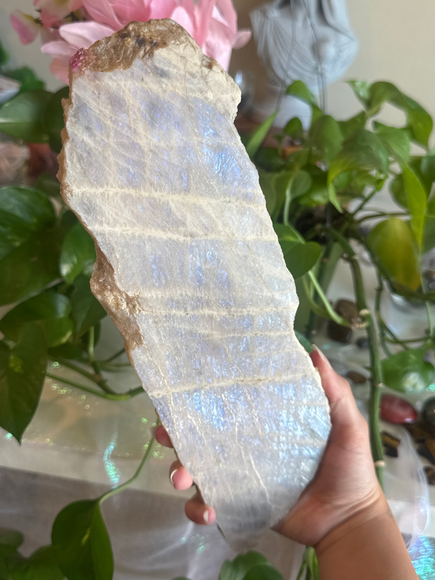 XL Blue Flash Moonstone Slab