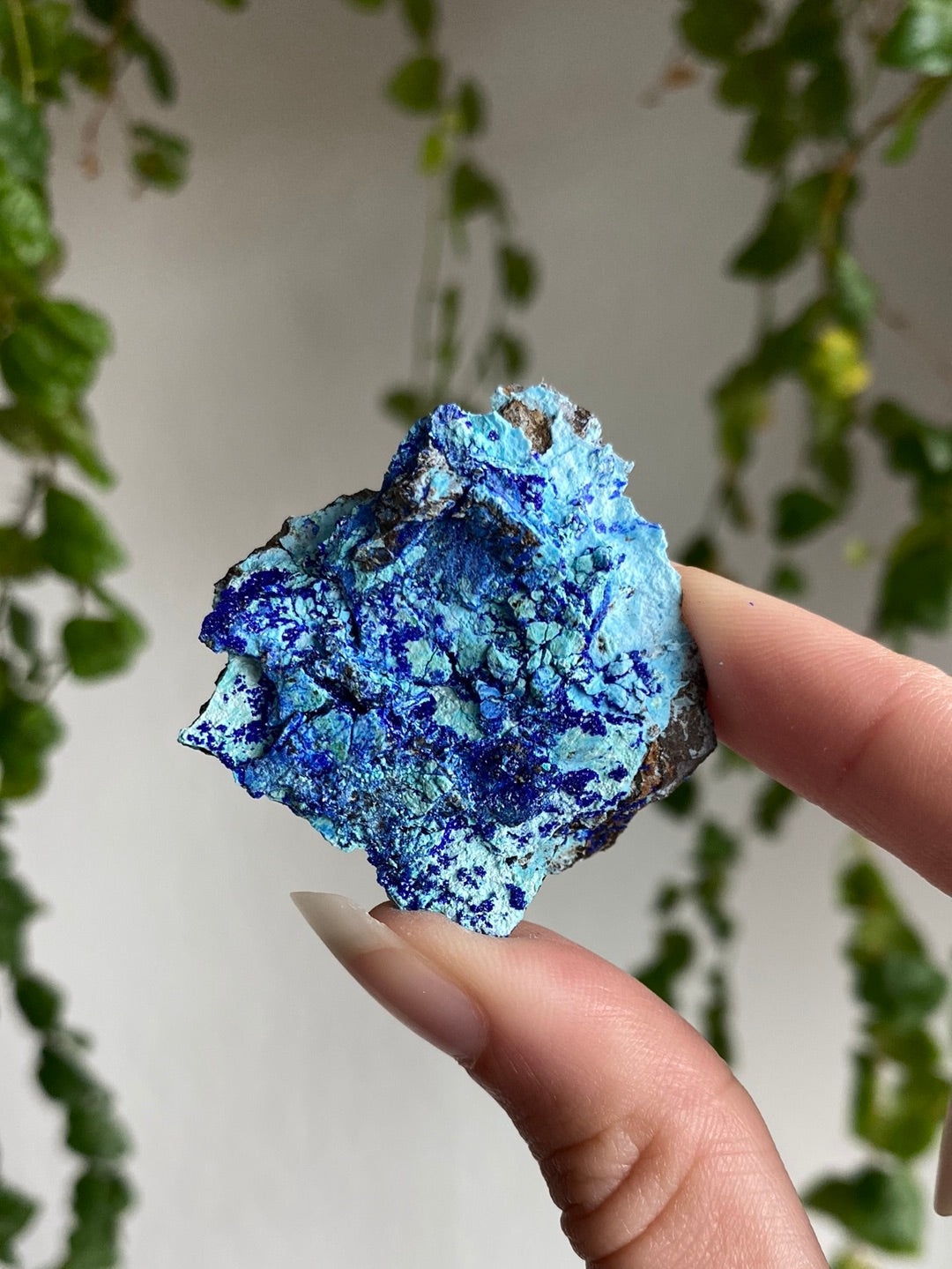 Azurite Specimen | You Pick