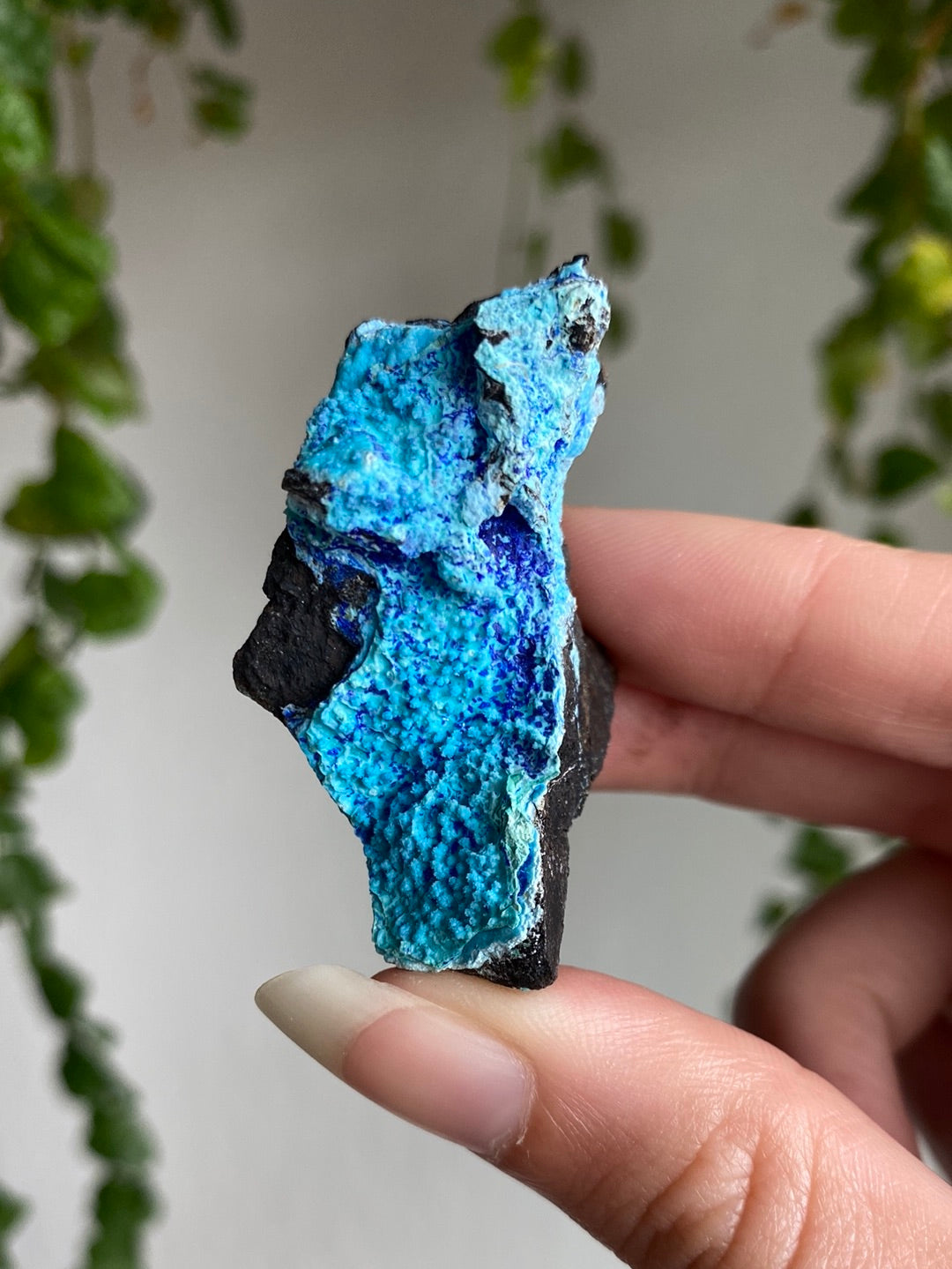 Azurite Specimen | You Pick