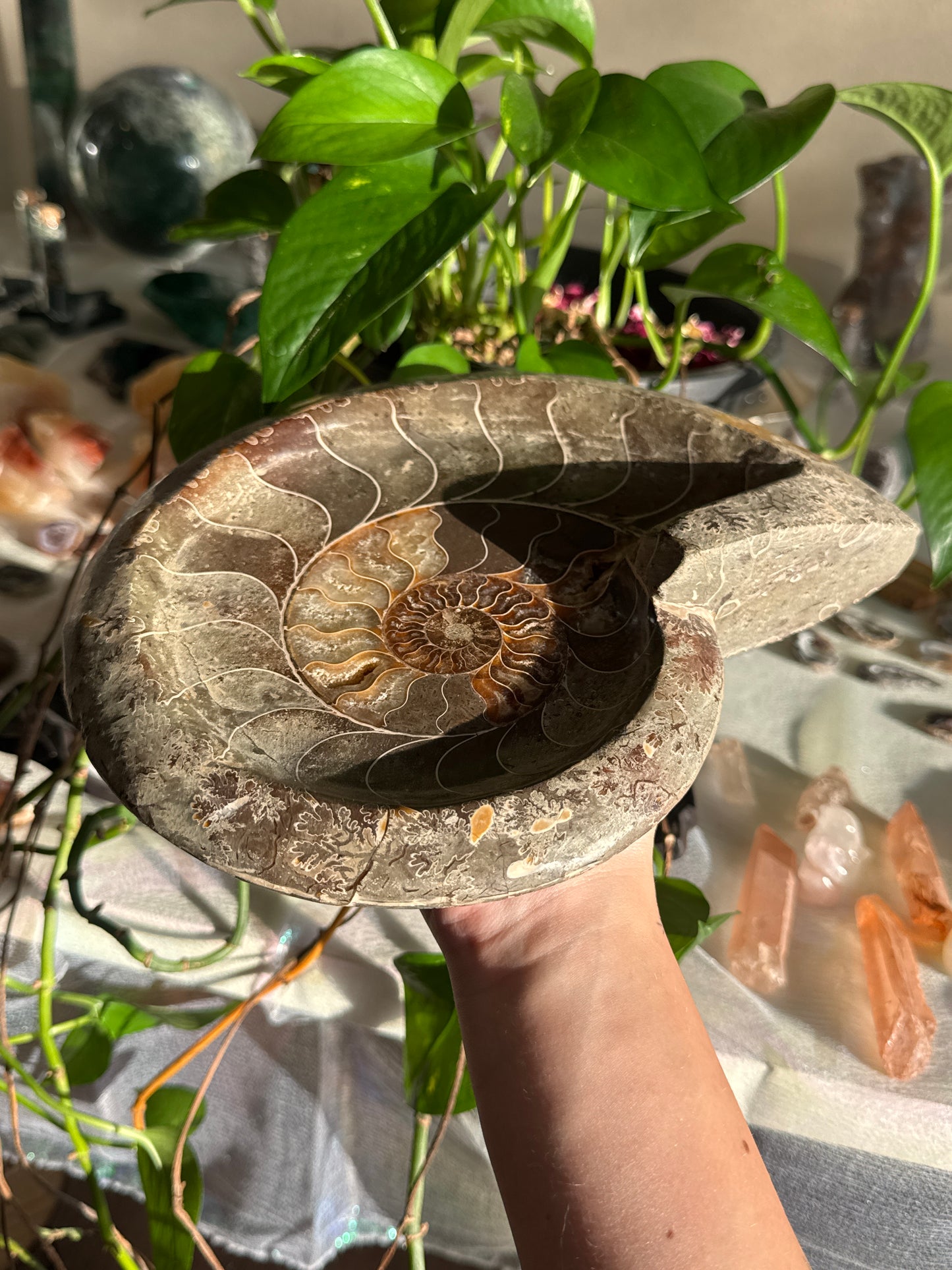 XL Ammonite Dish