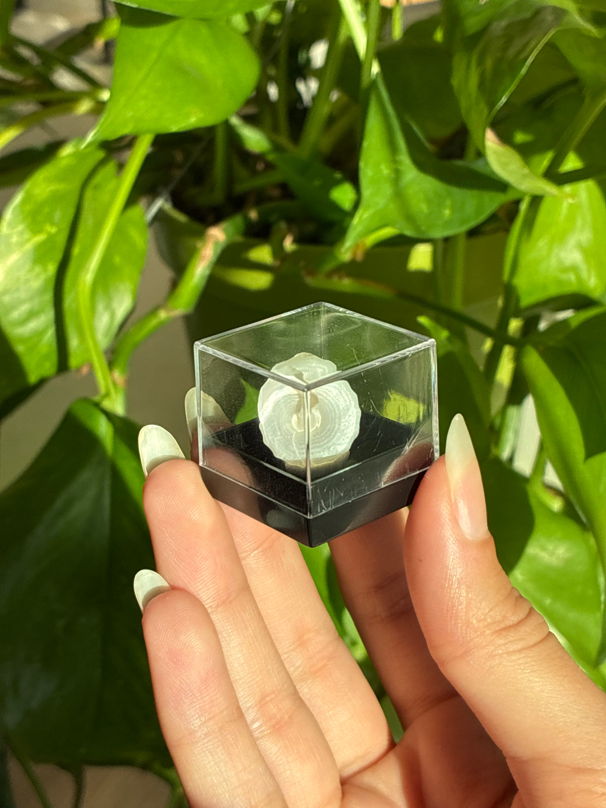 Mini Shell in Case