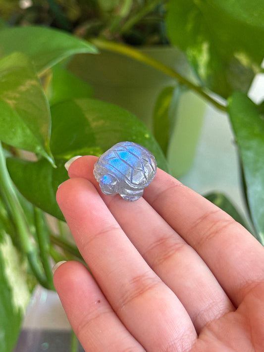 High Grade Labradorite Mini Turtle