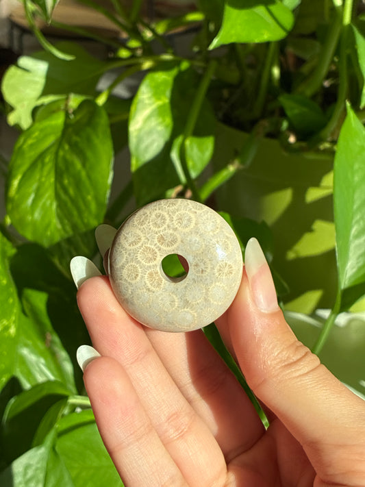 Fossilized Coral Puffy Disk